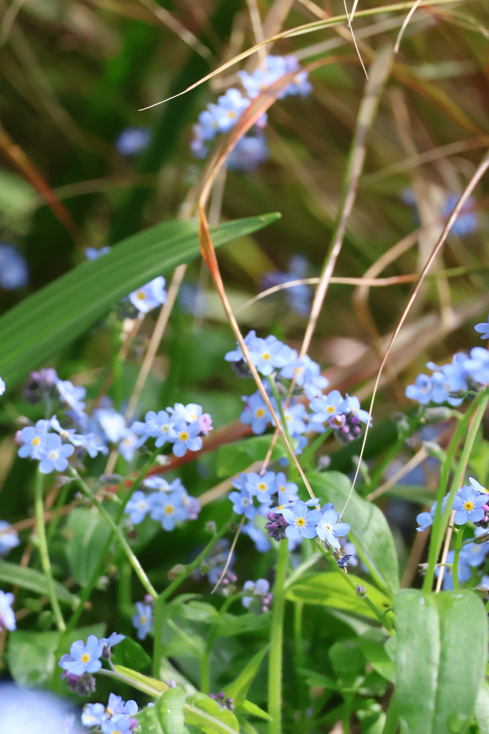 Flower 126