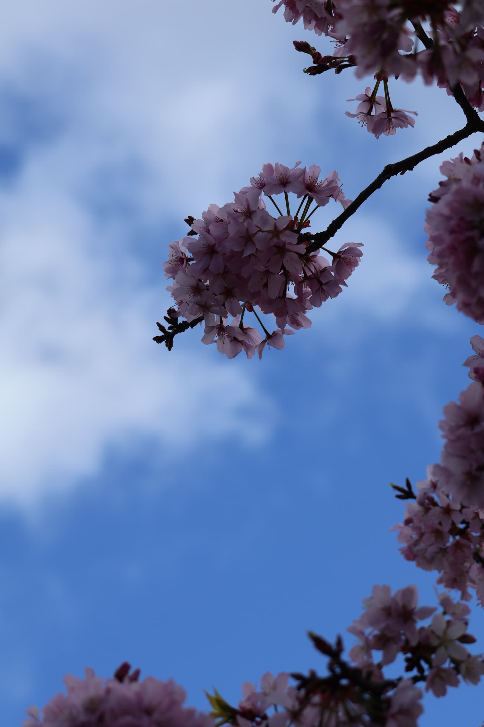 Flower 156