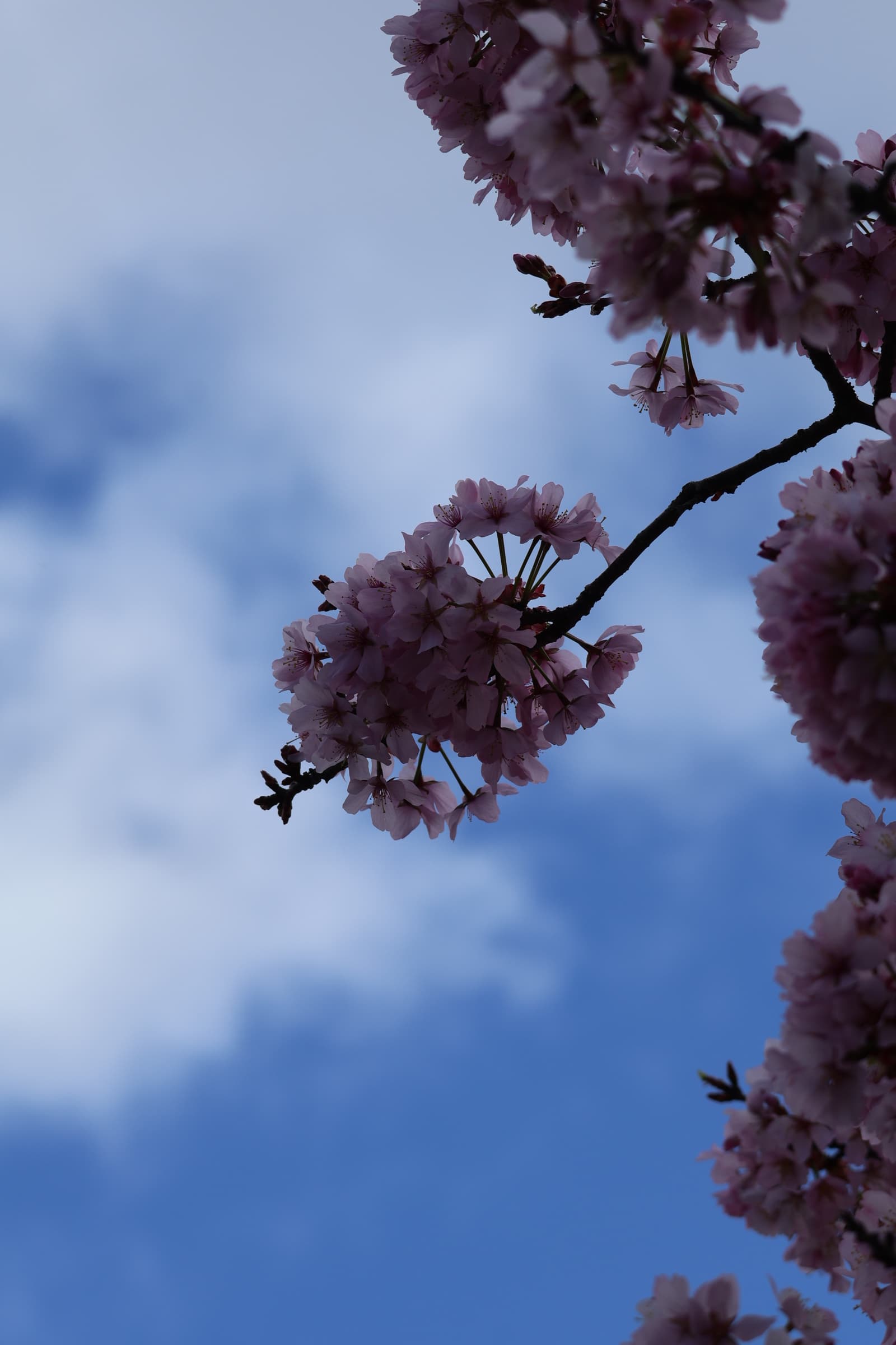Flower 1