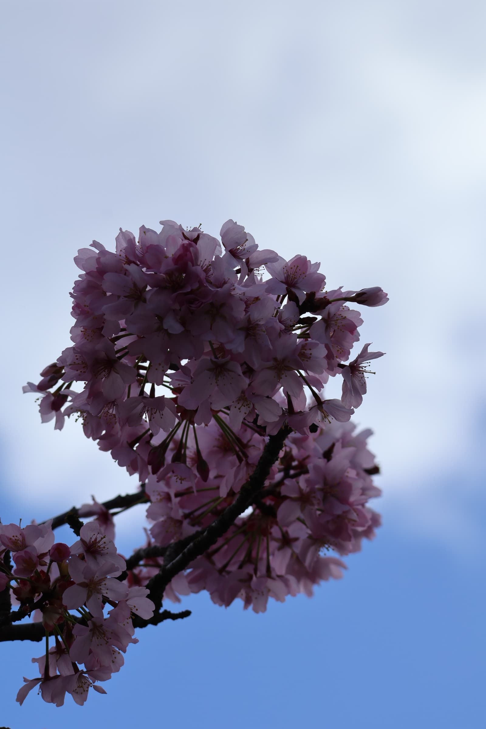 Flower 507