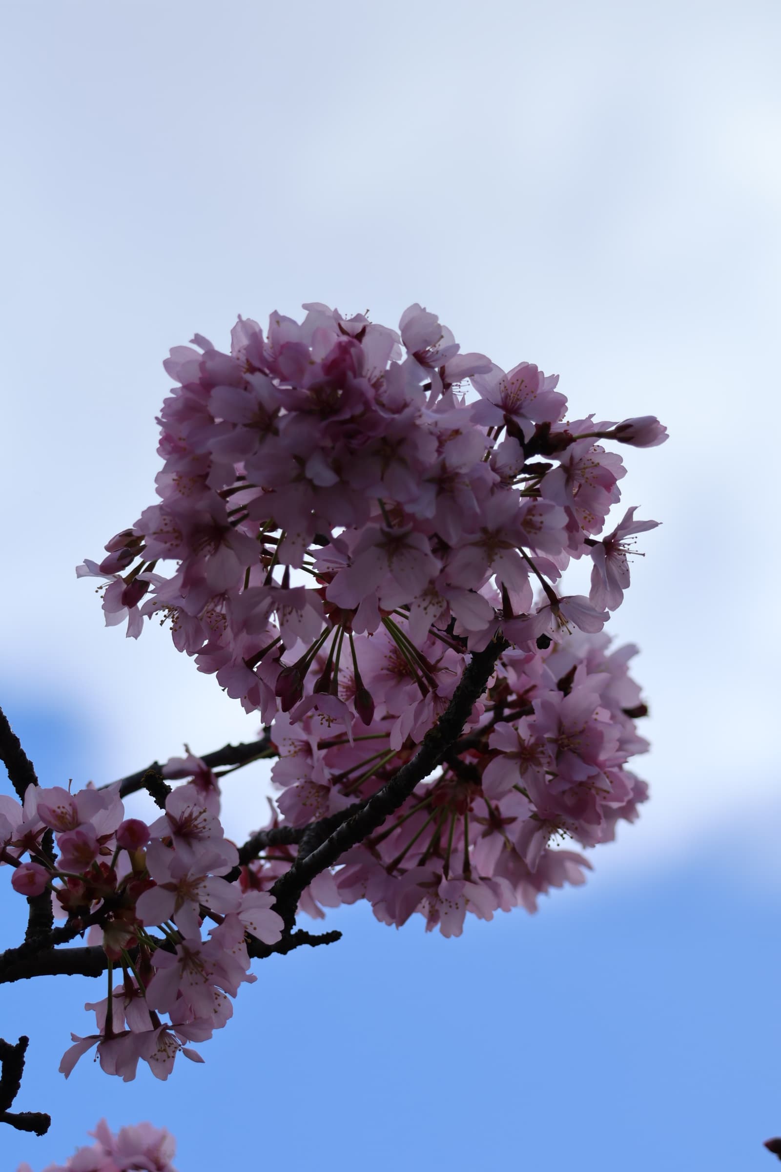 Flower 434