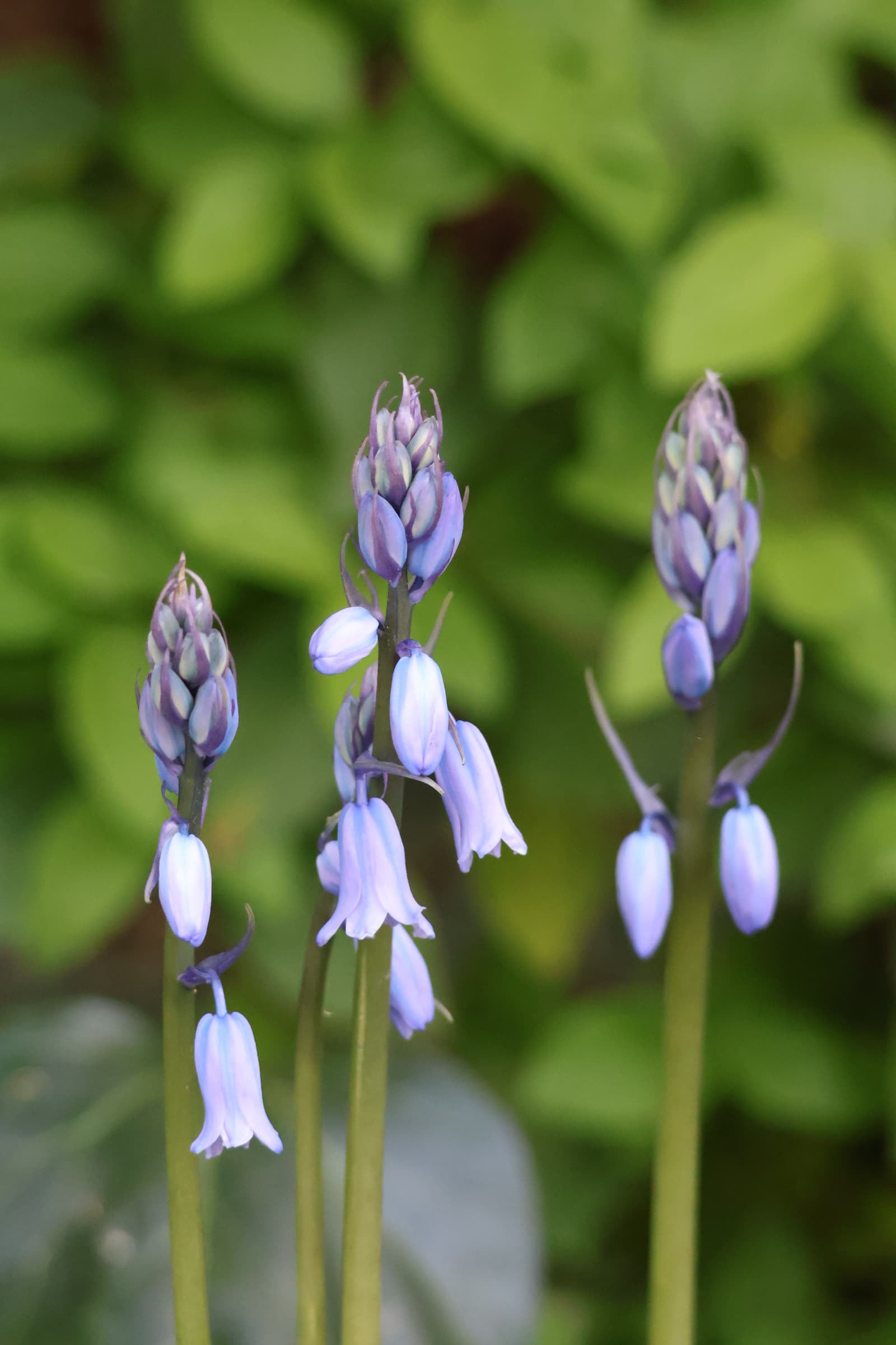Flower 247