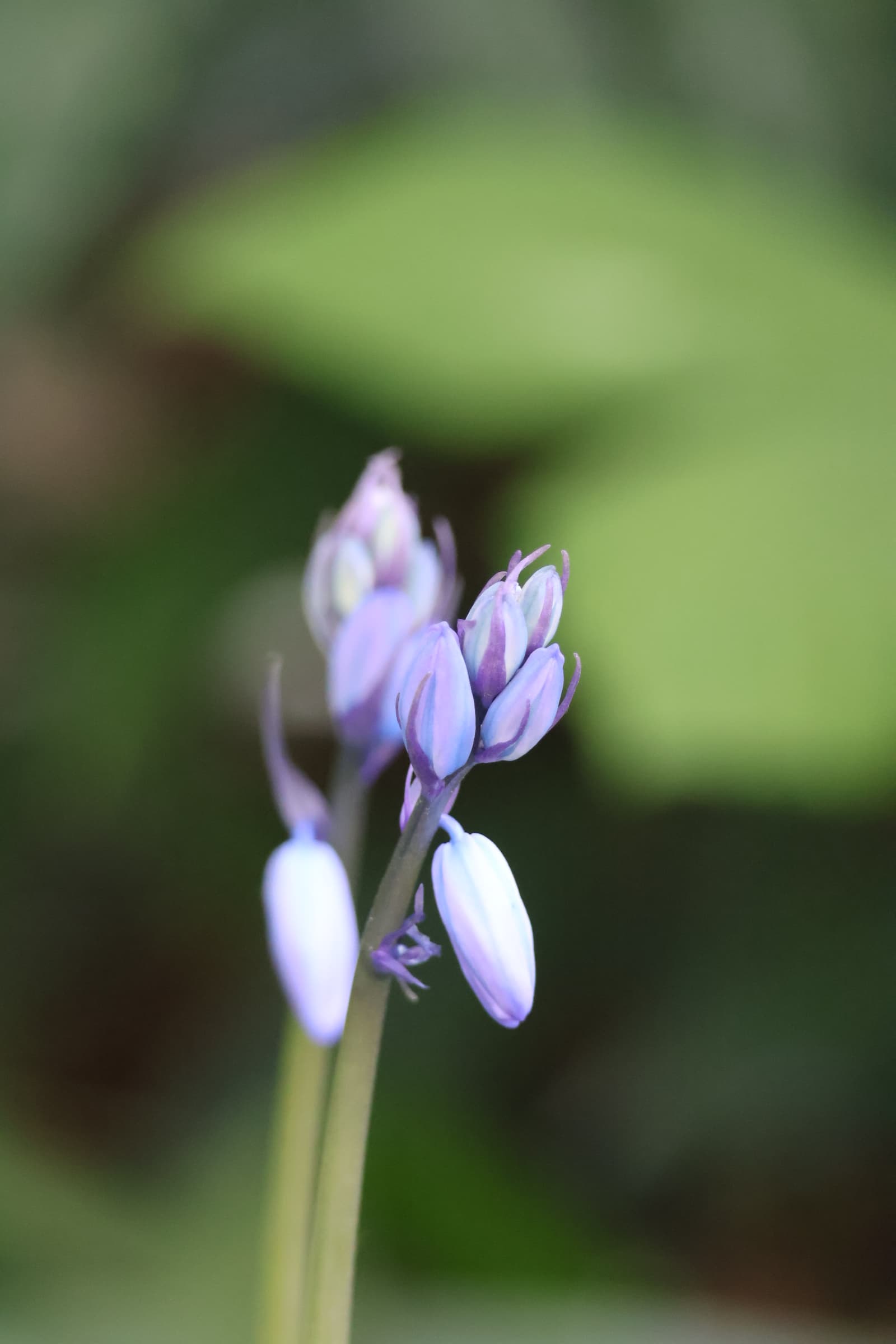 Flower 461