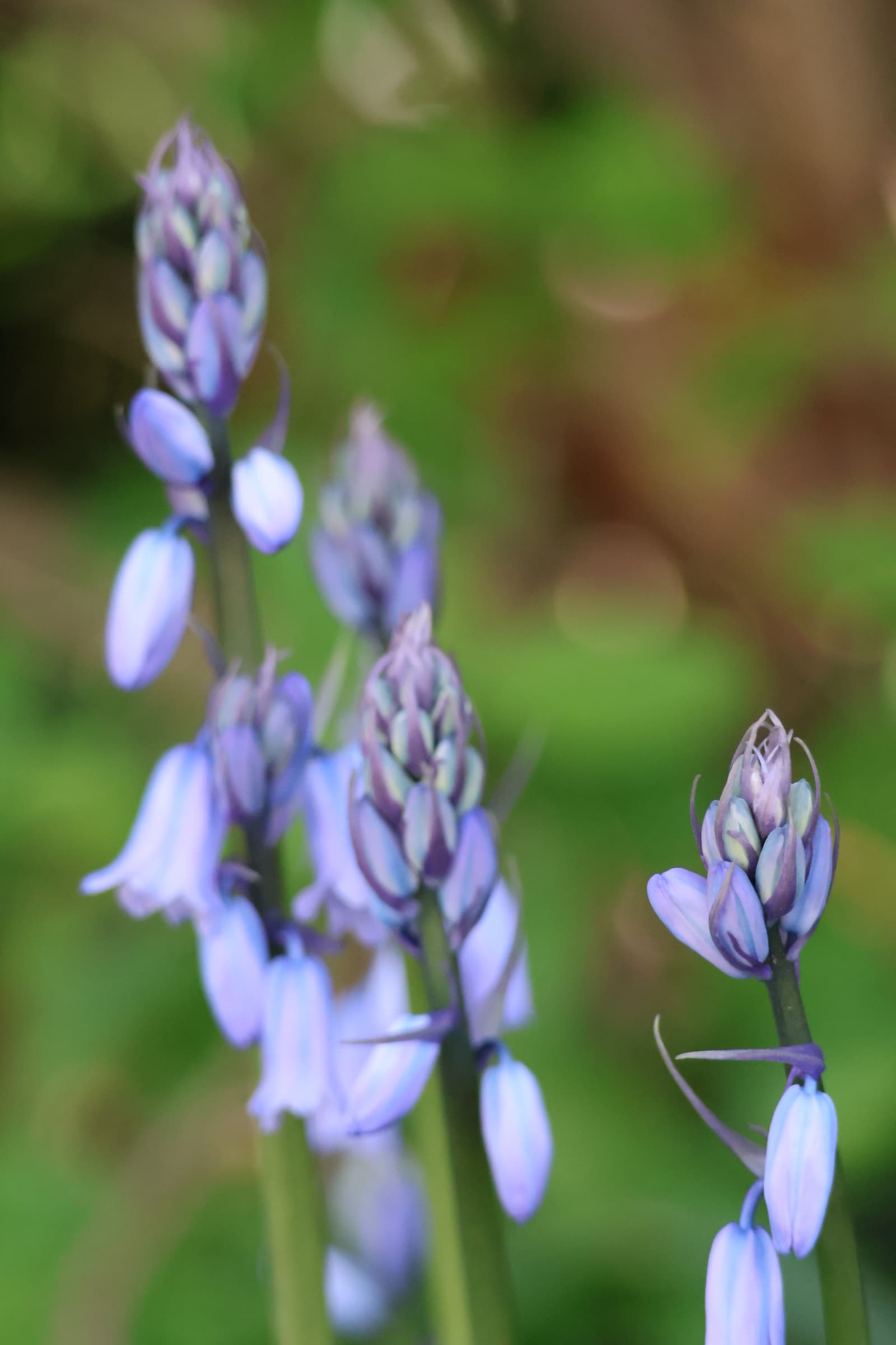 Flower 236