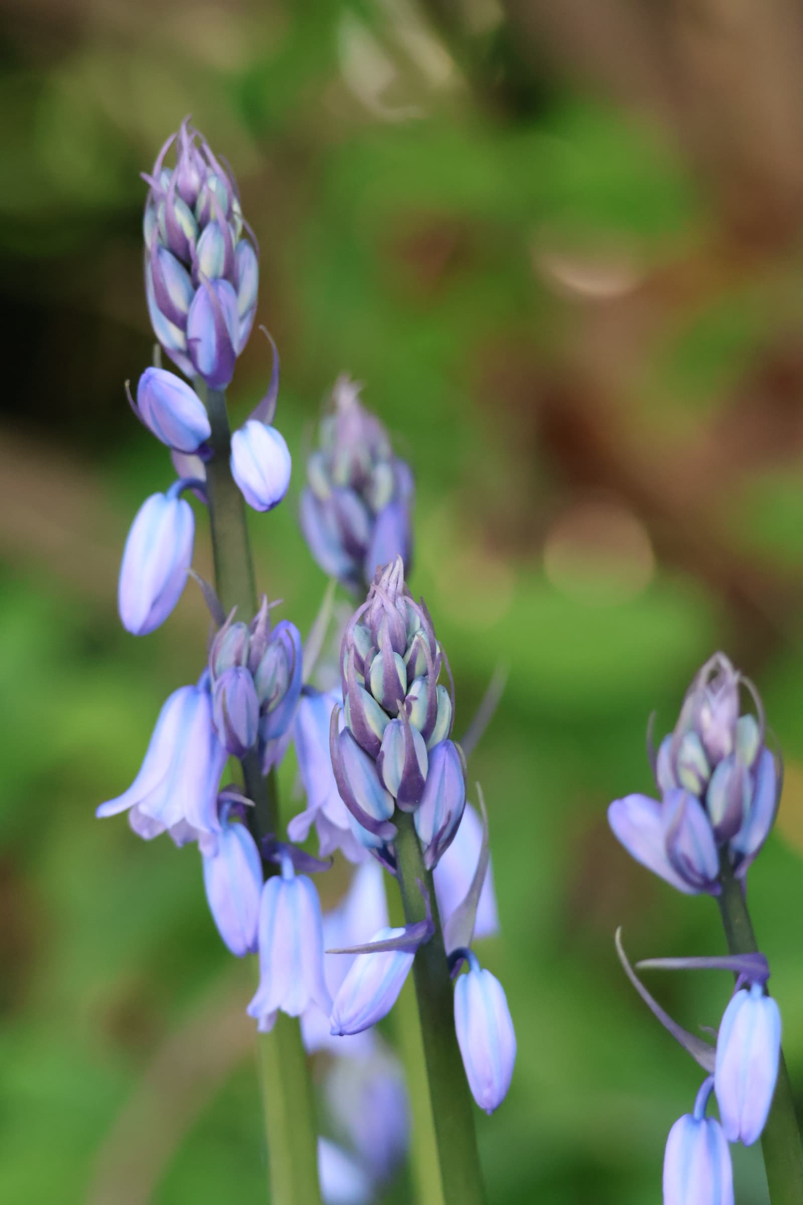 Flower 125