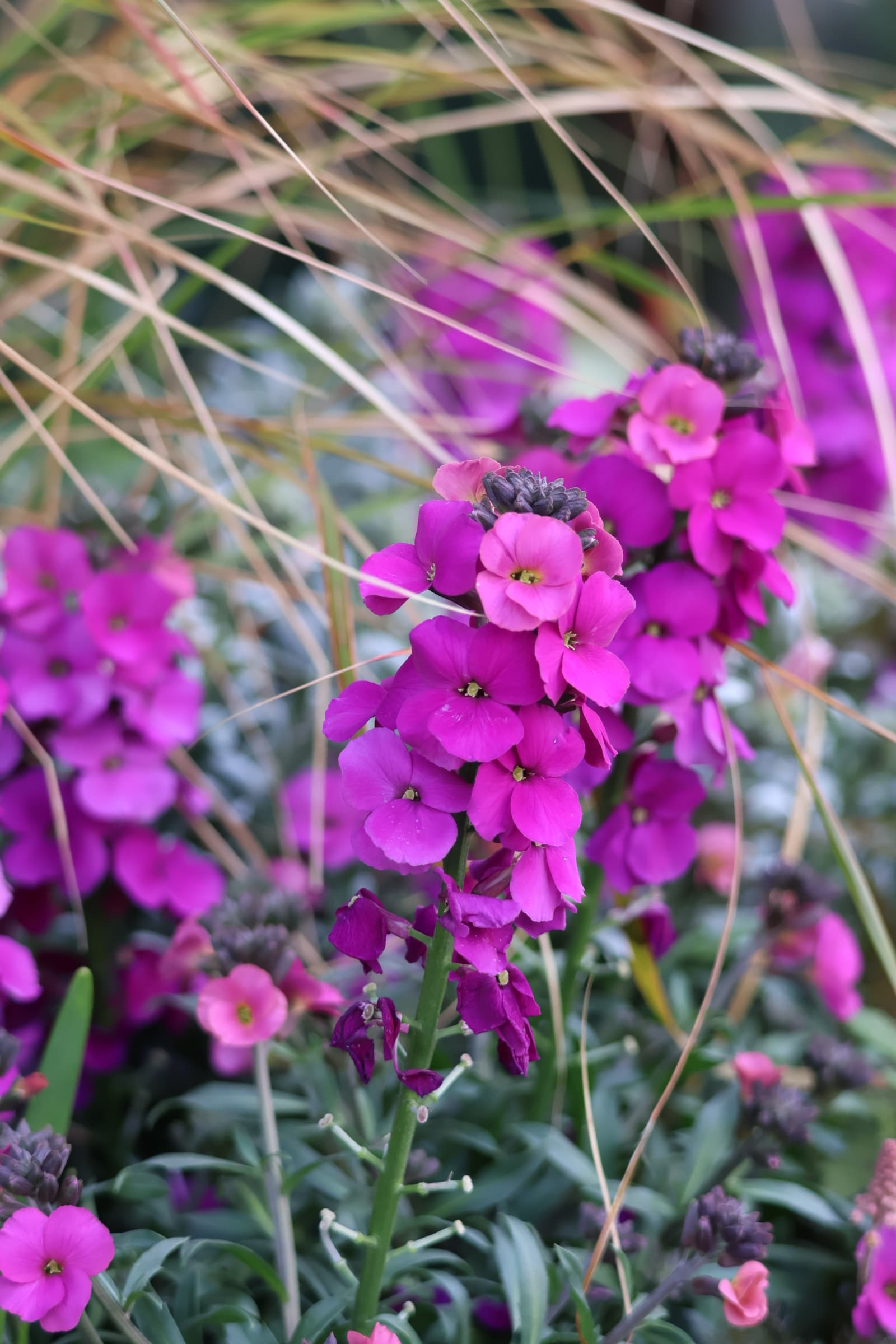 Flower 179