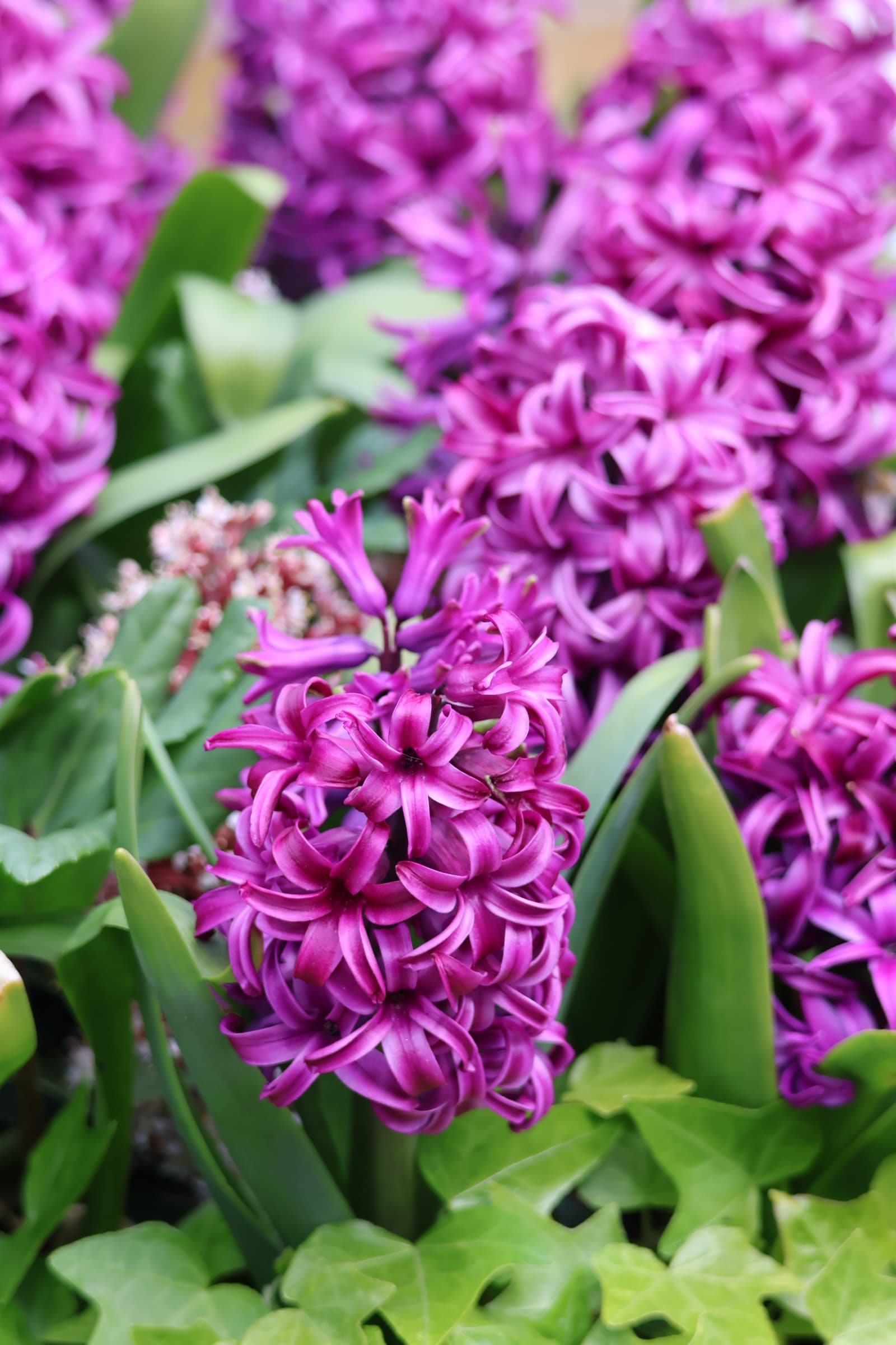 Flower 67