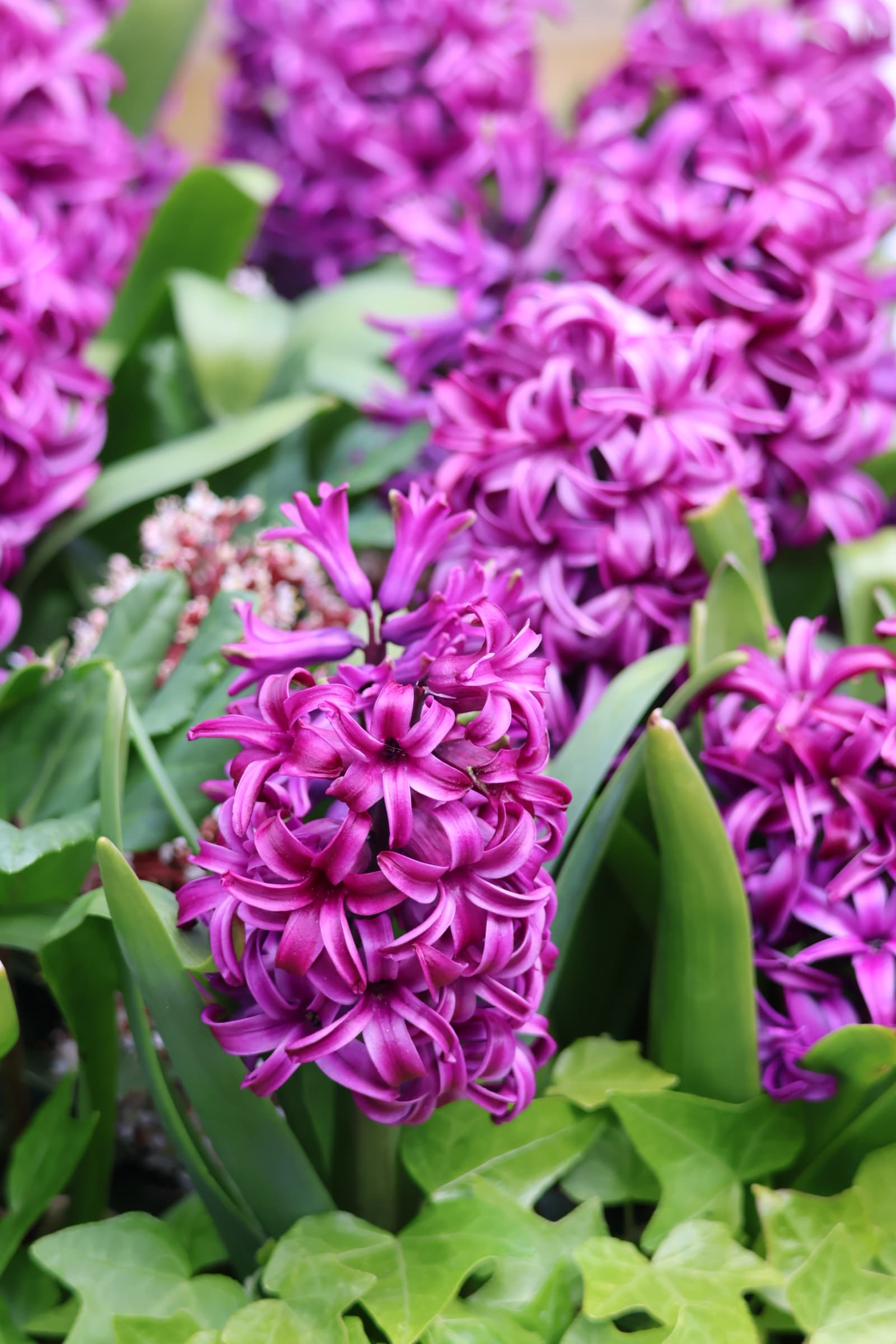 Flower 386