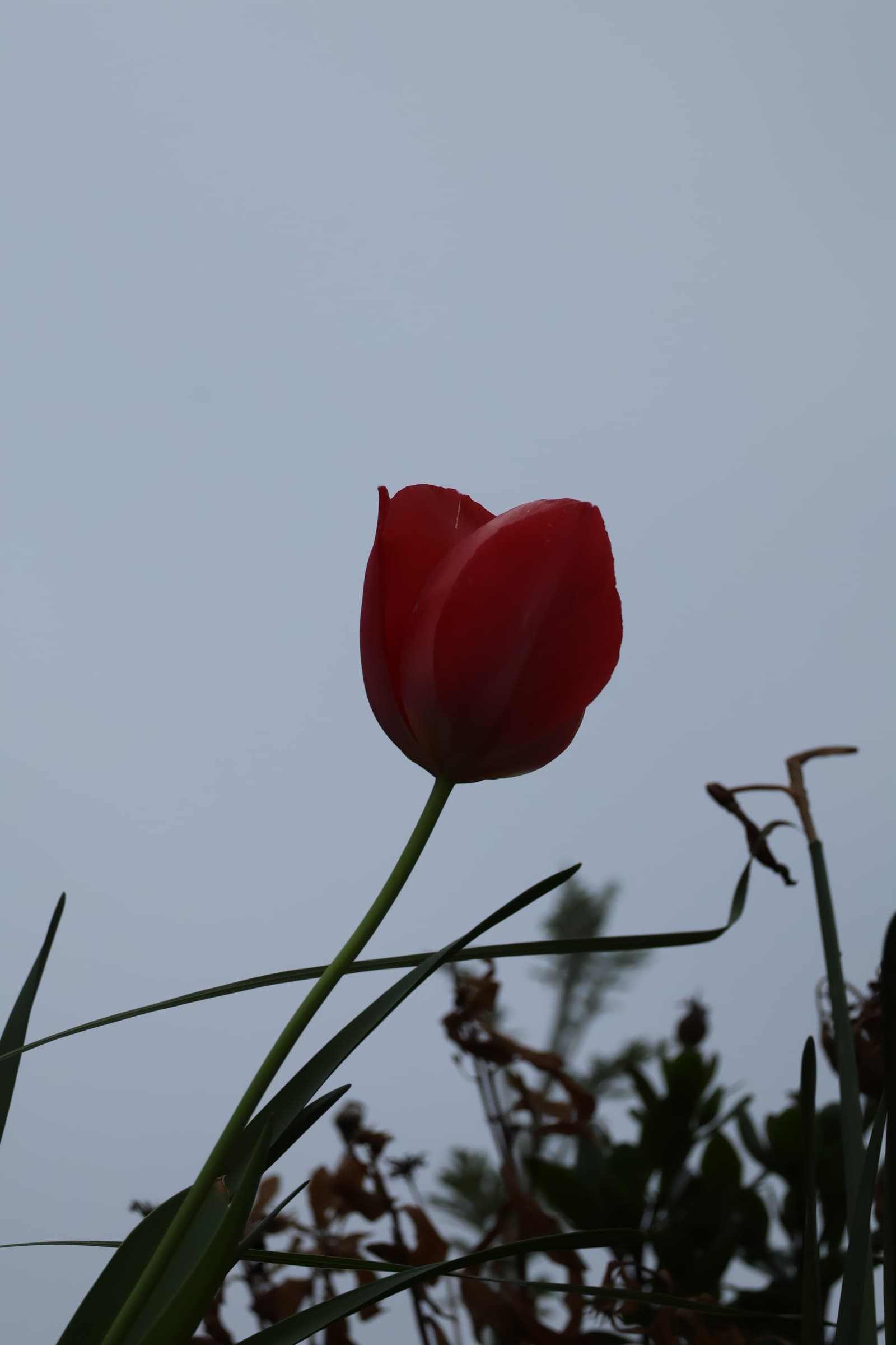 Flower 410