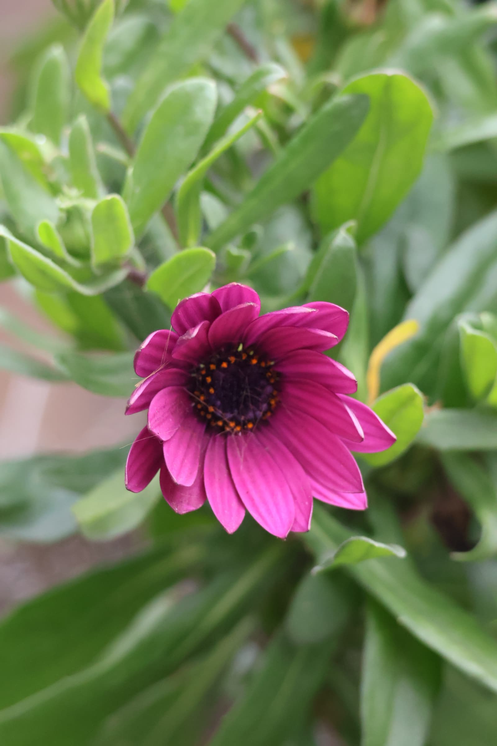 Flower 546