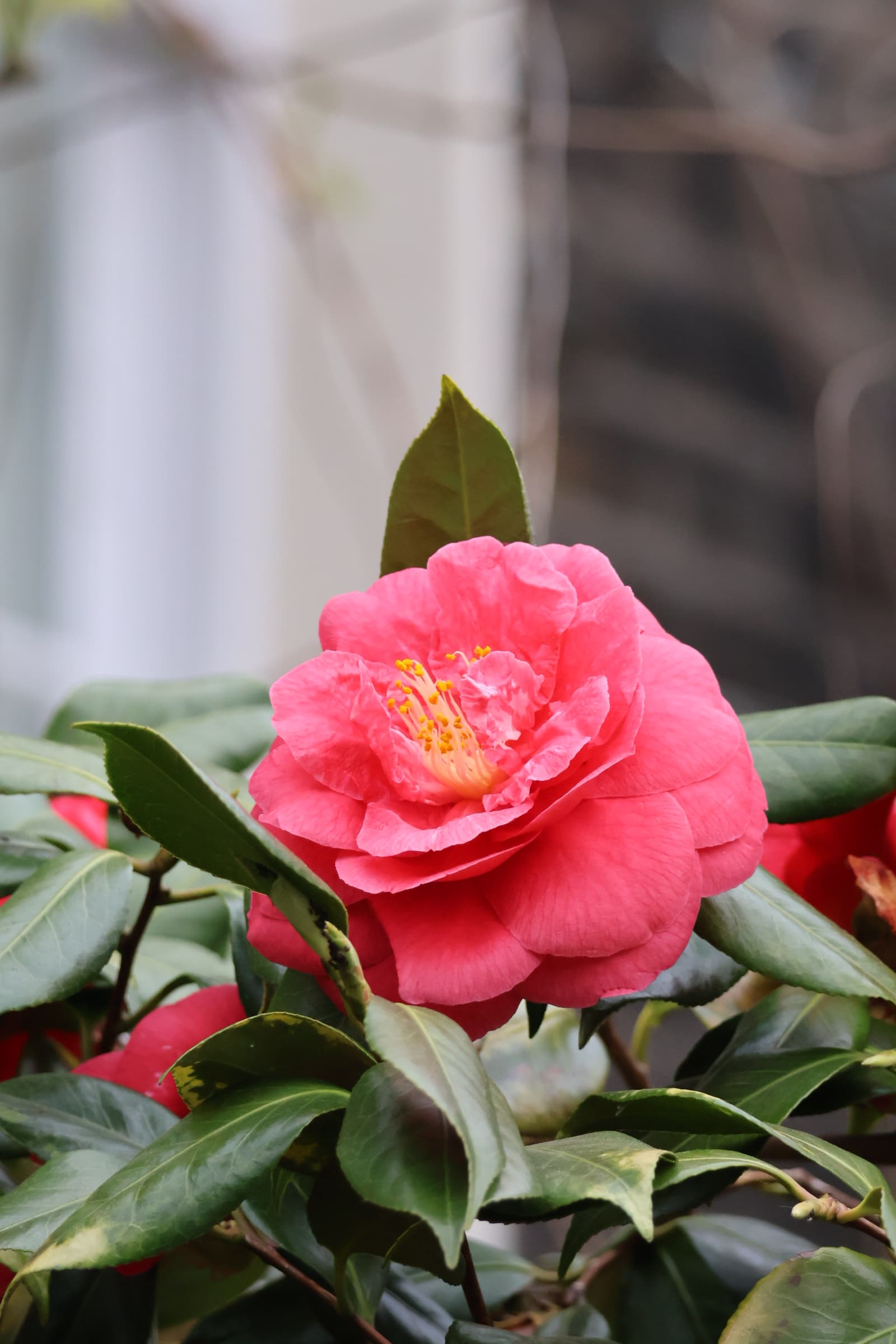 Flower 516