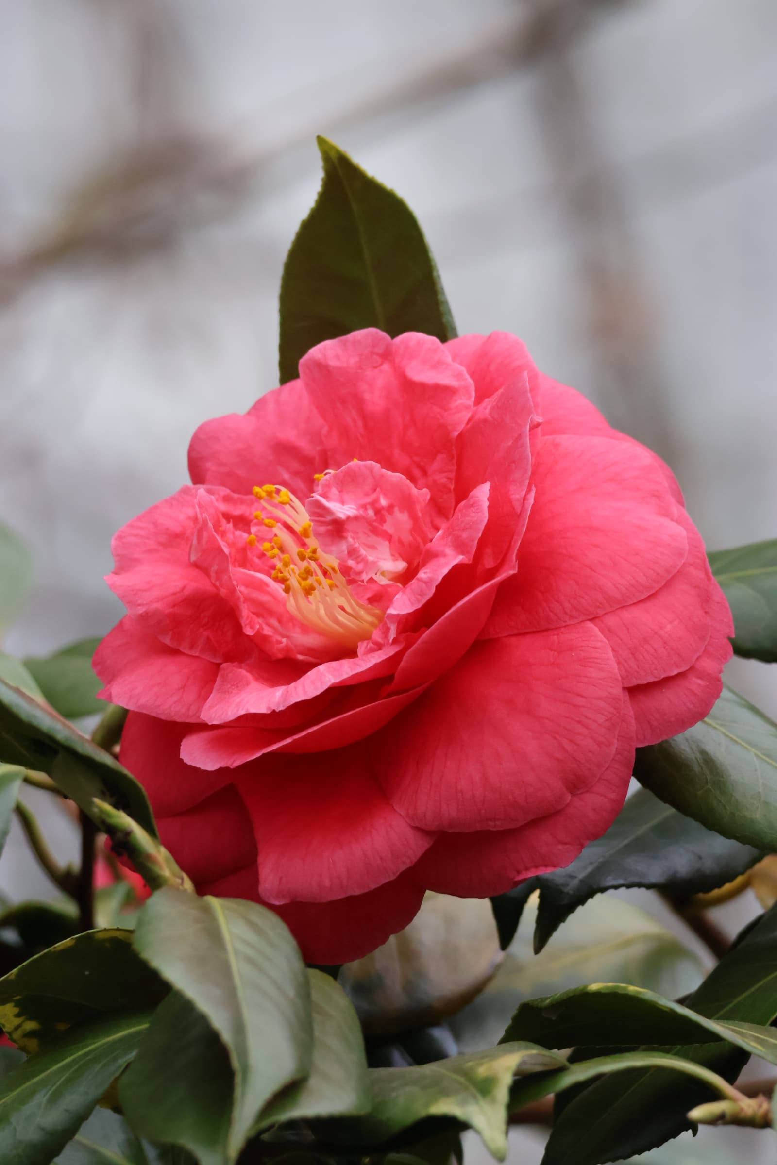 Flower 43