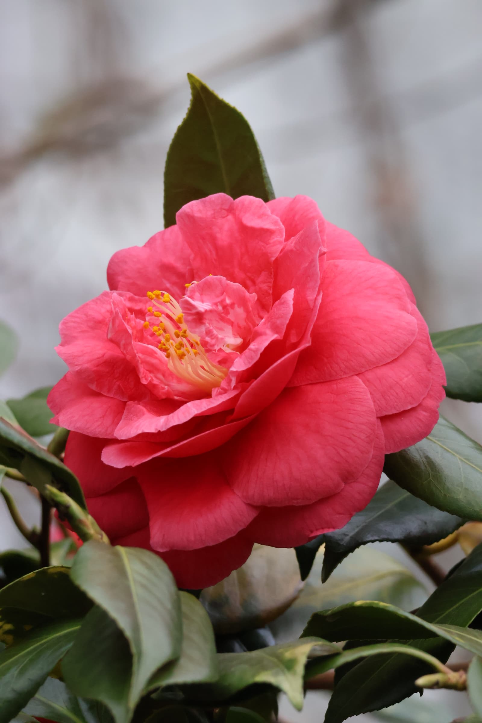 Flower 151