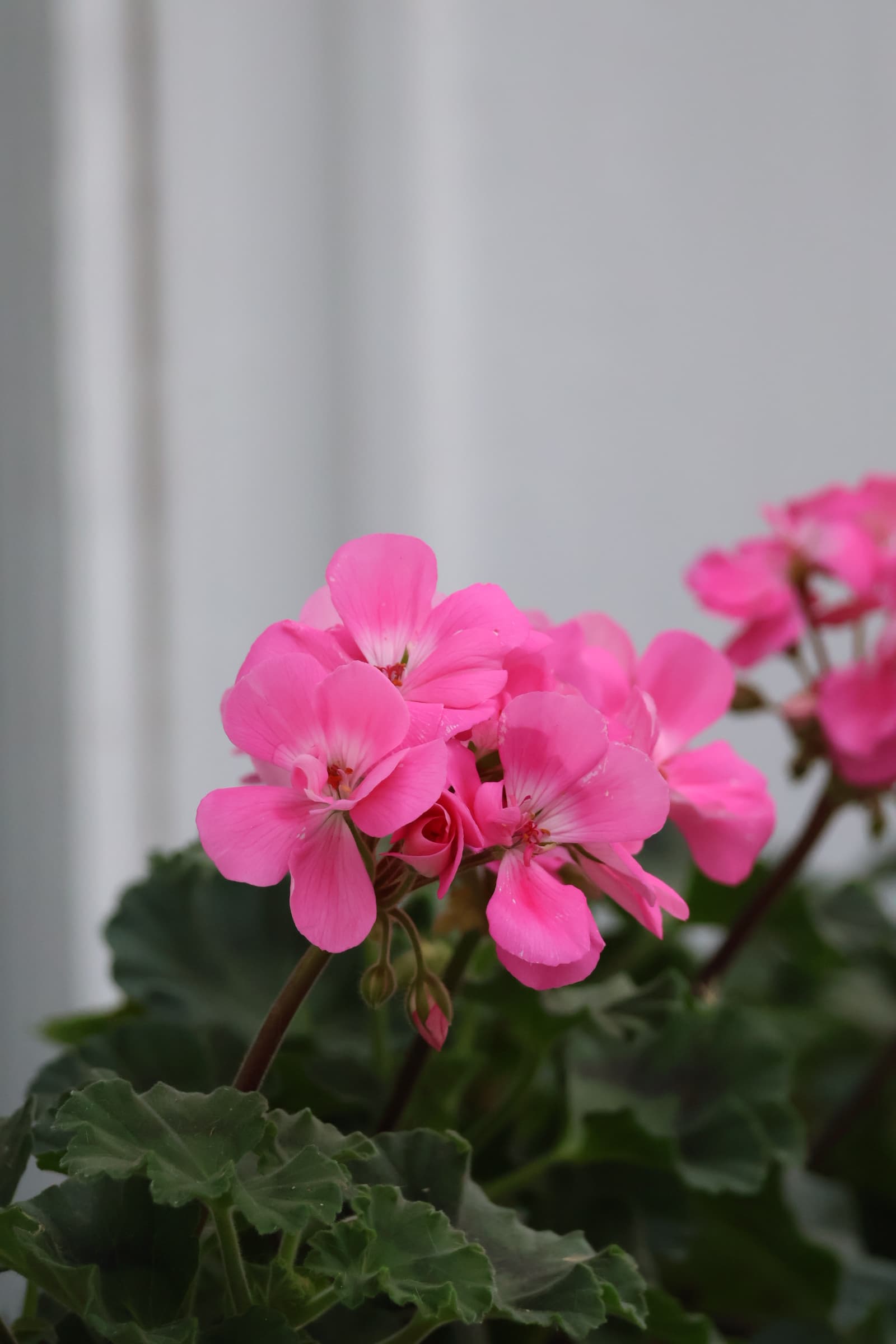 Flower 451