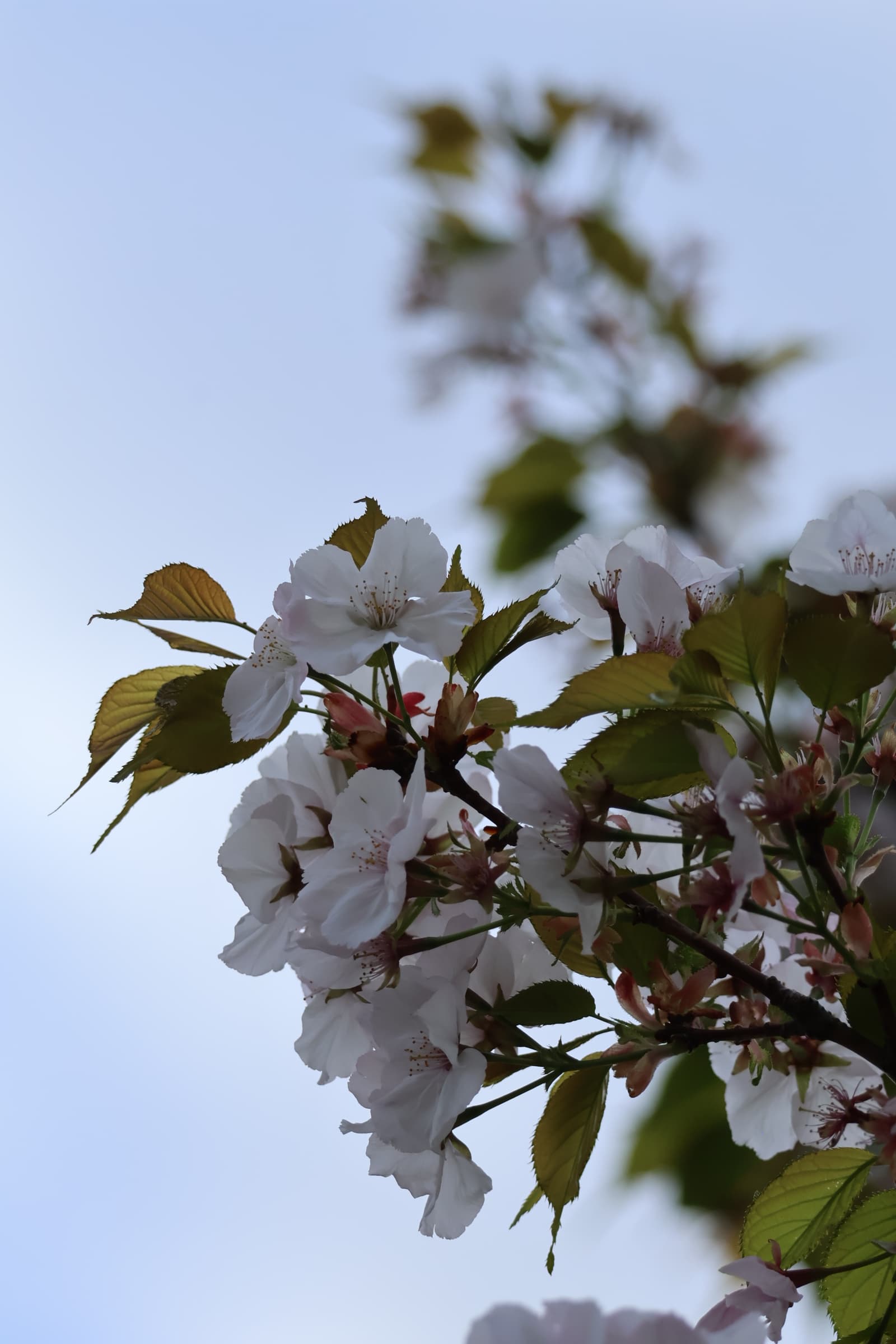 Flower 245