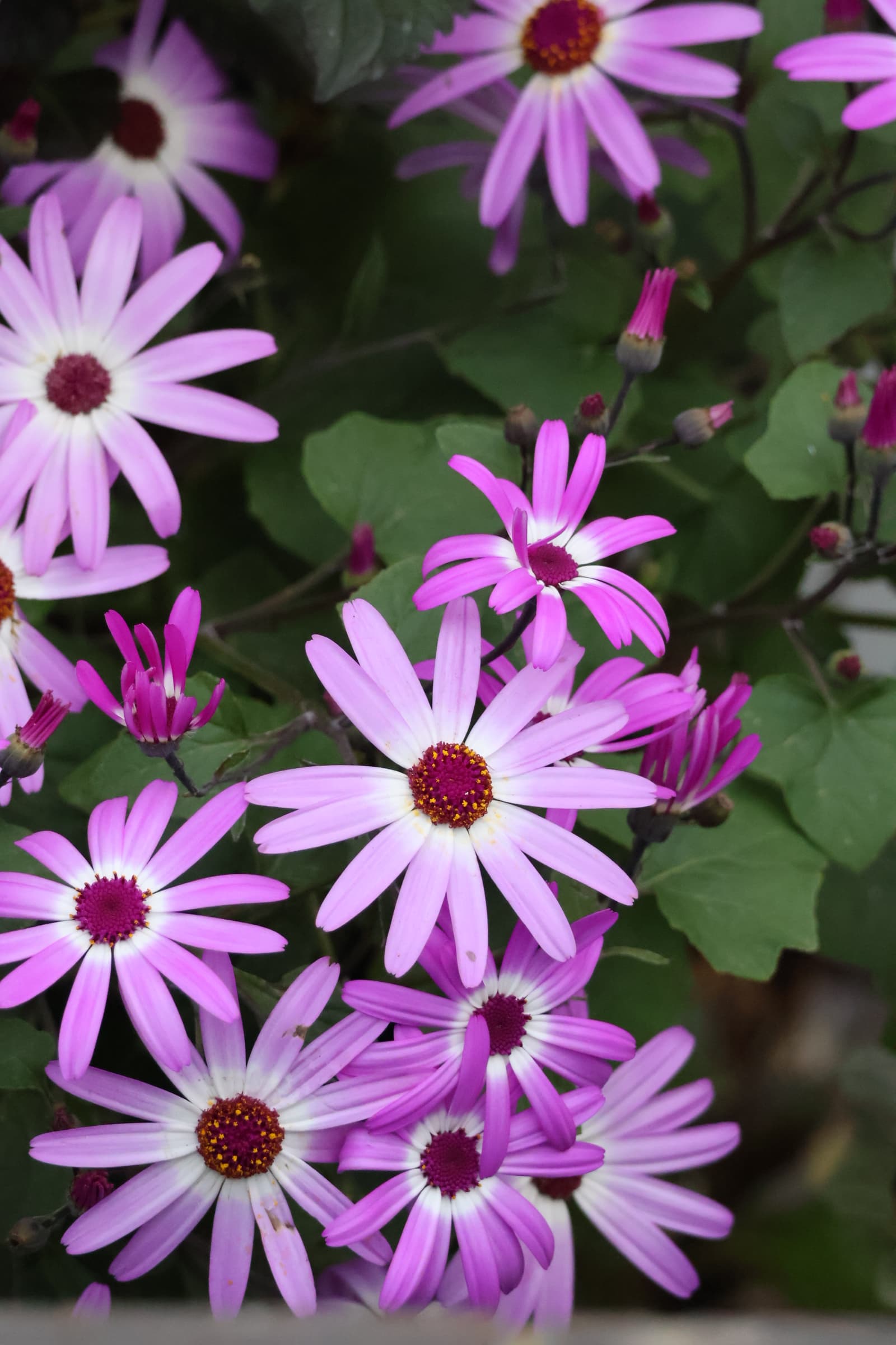 Flower 182