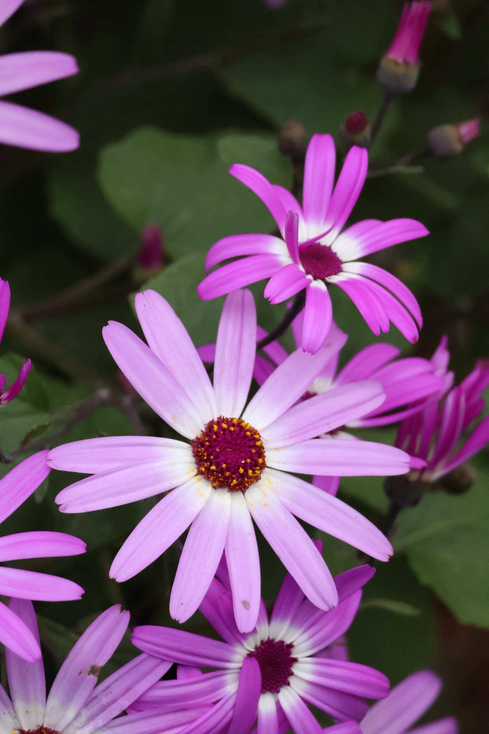 Flower 168
