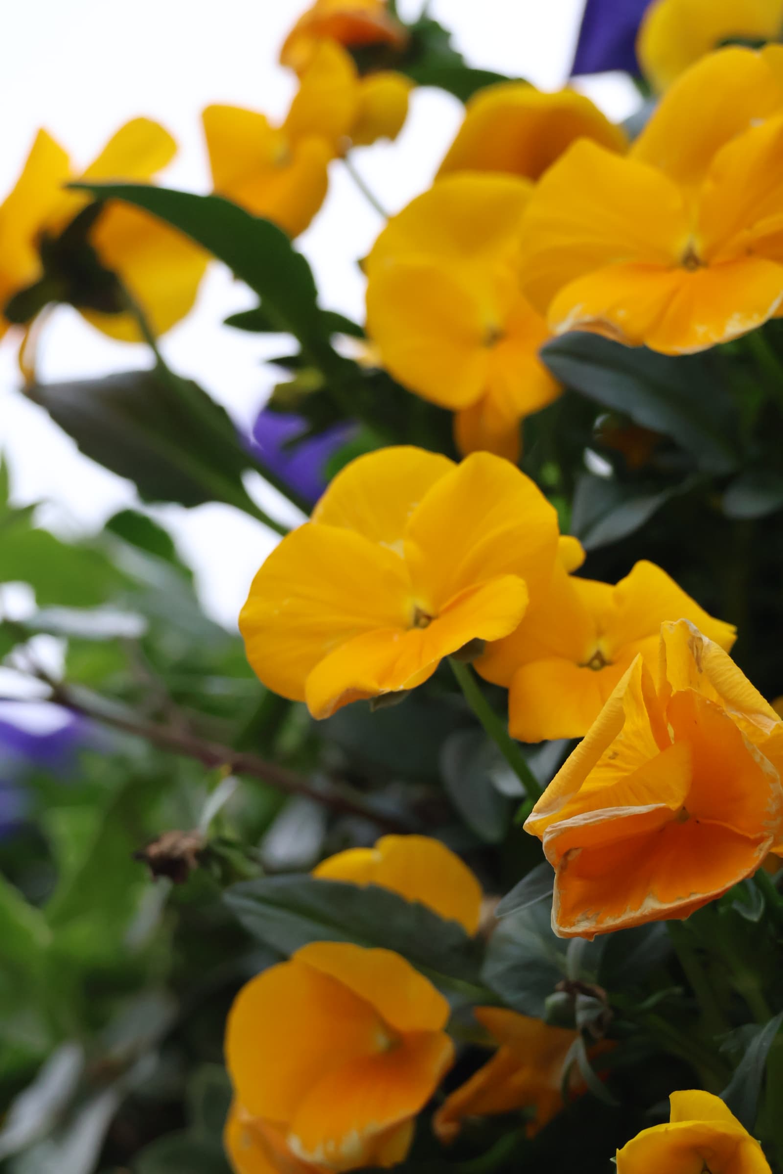 Flower 210