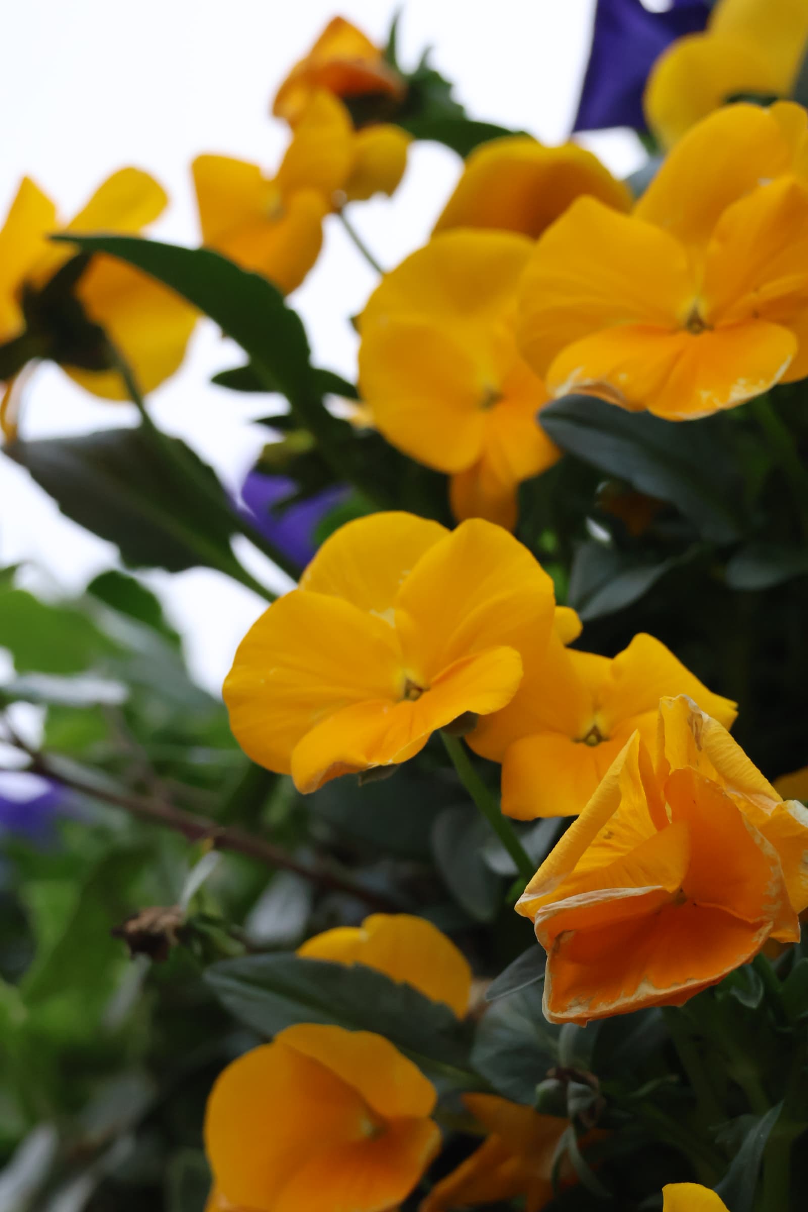 Flower 162