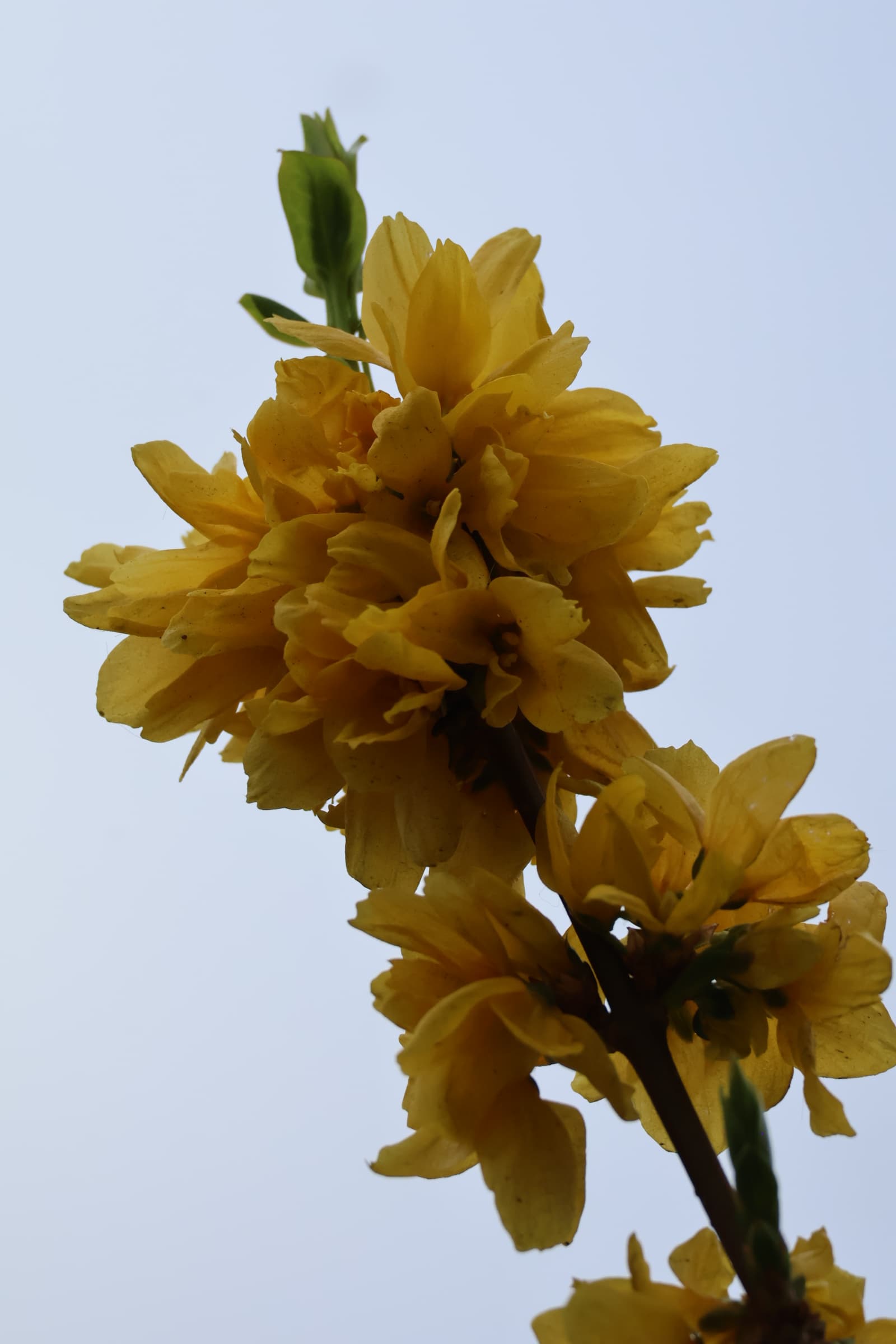 Flower 474