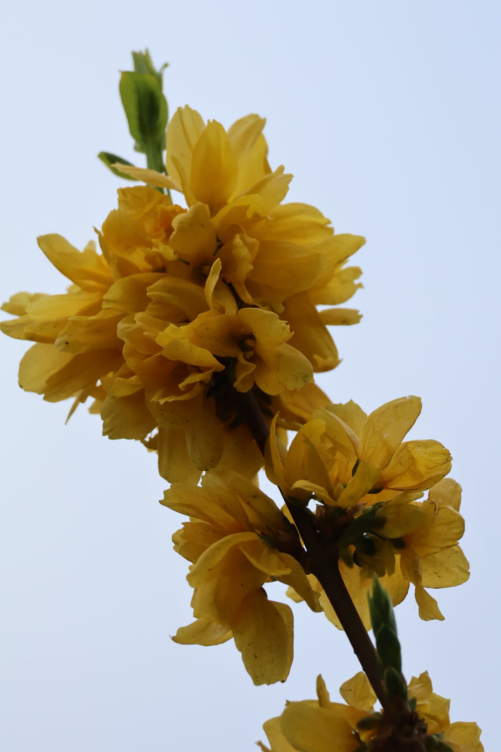 Flower 75