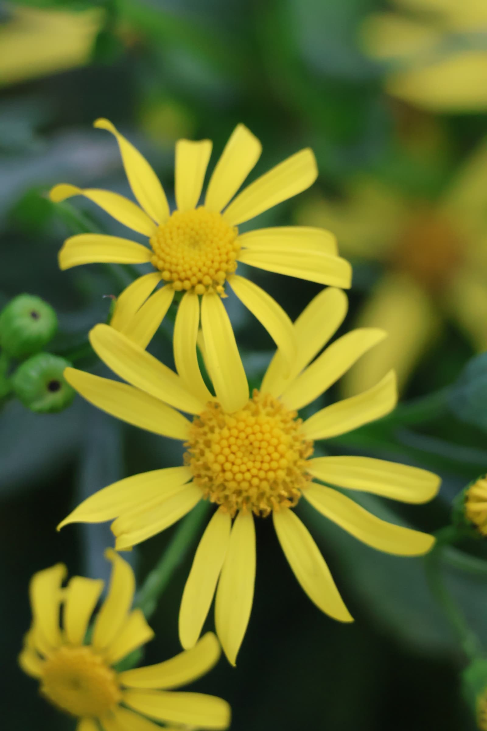 Flower 118