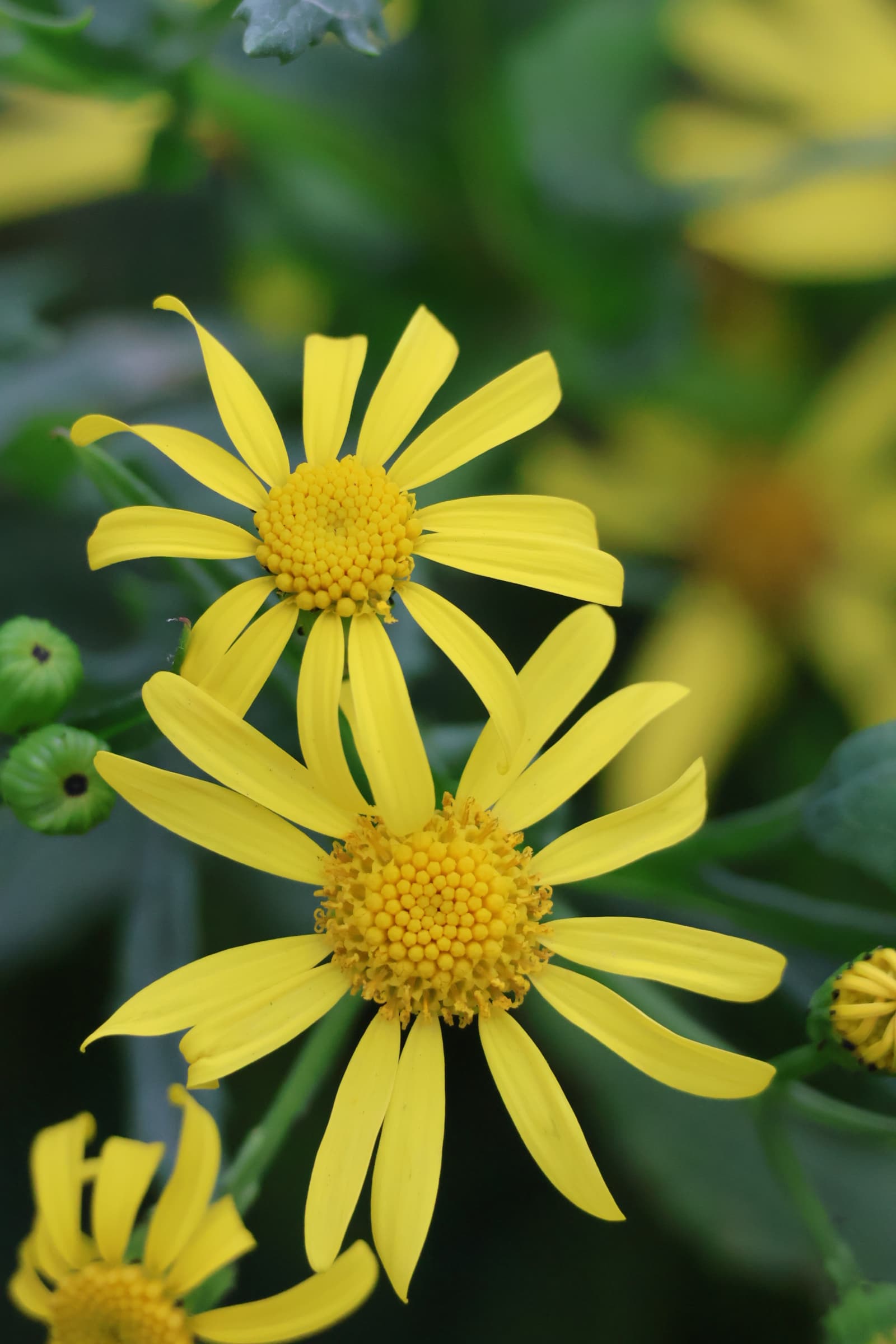Flower 391