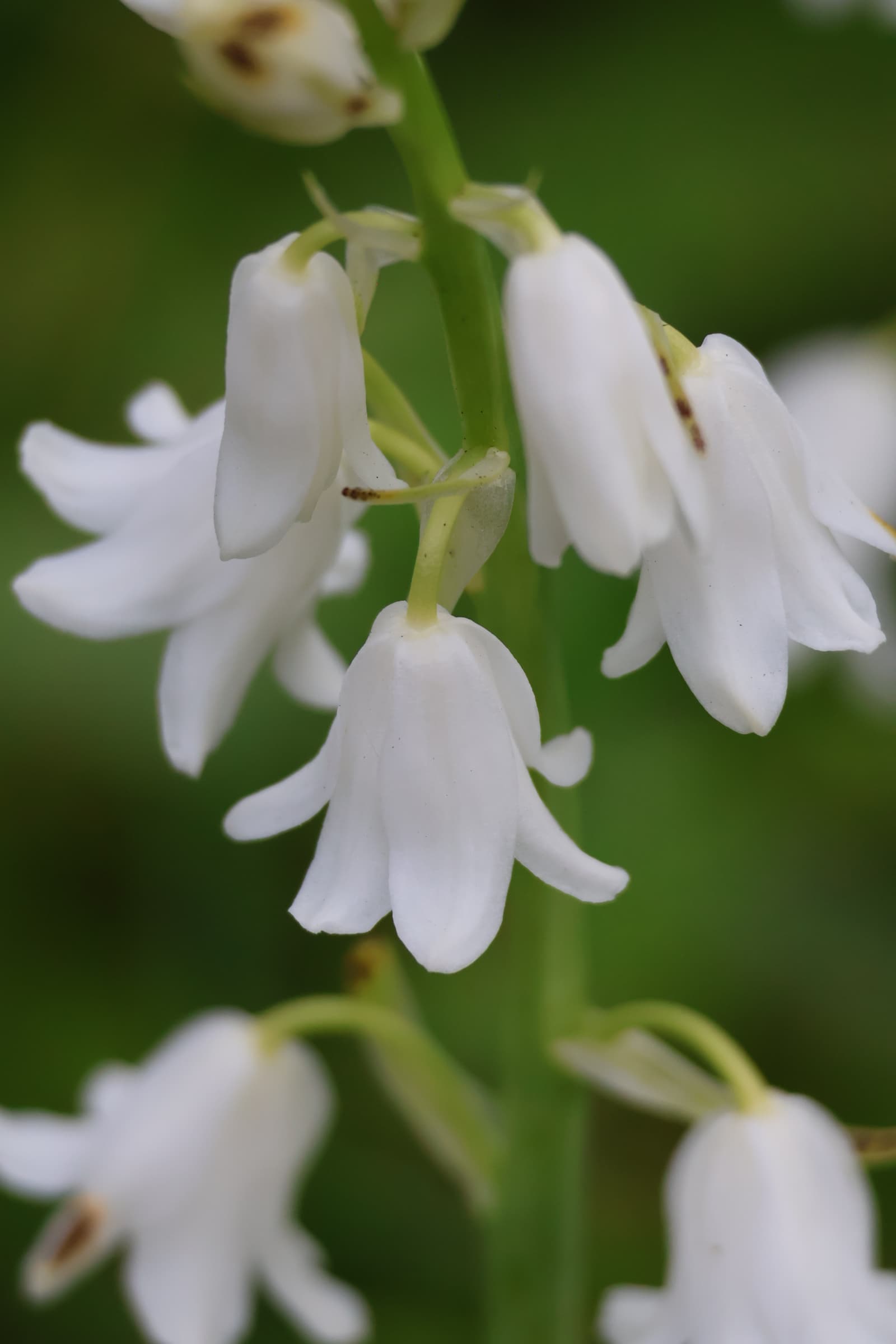 Flower 513