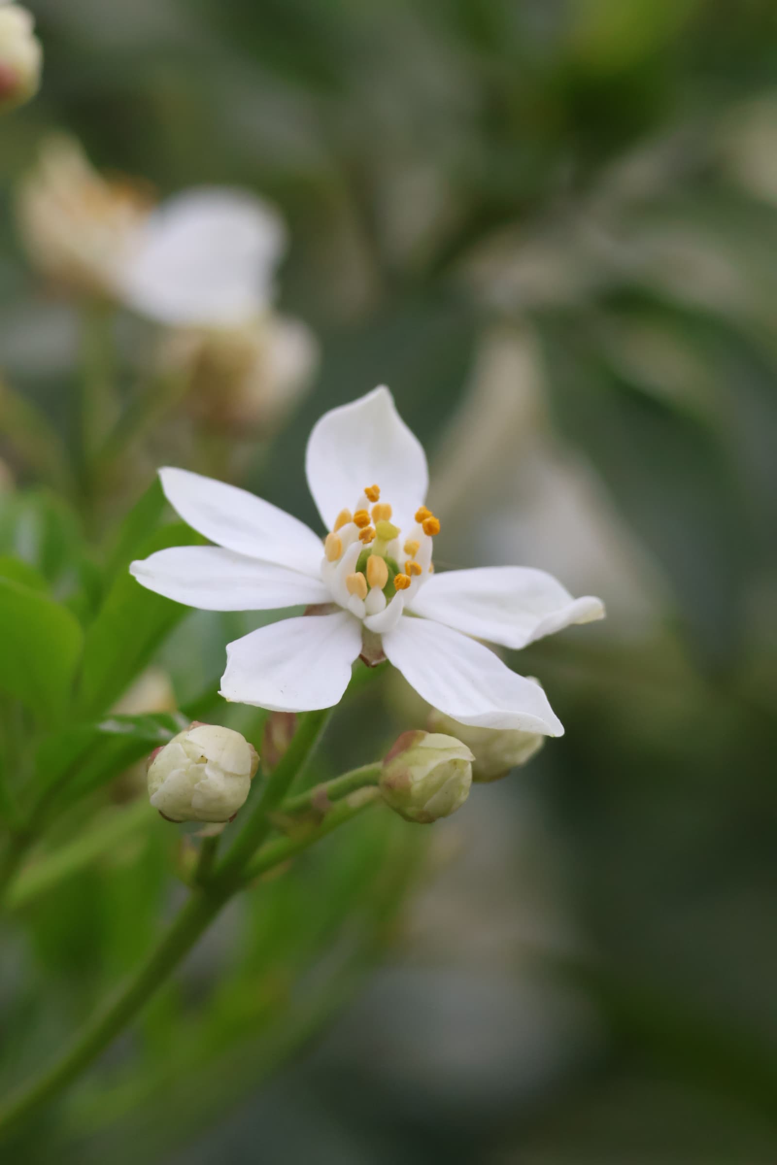 Flower 21