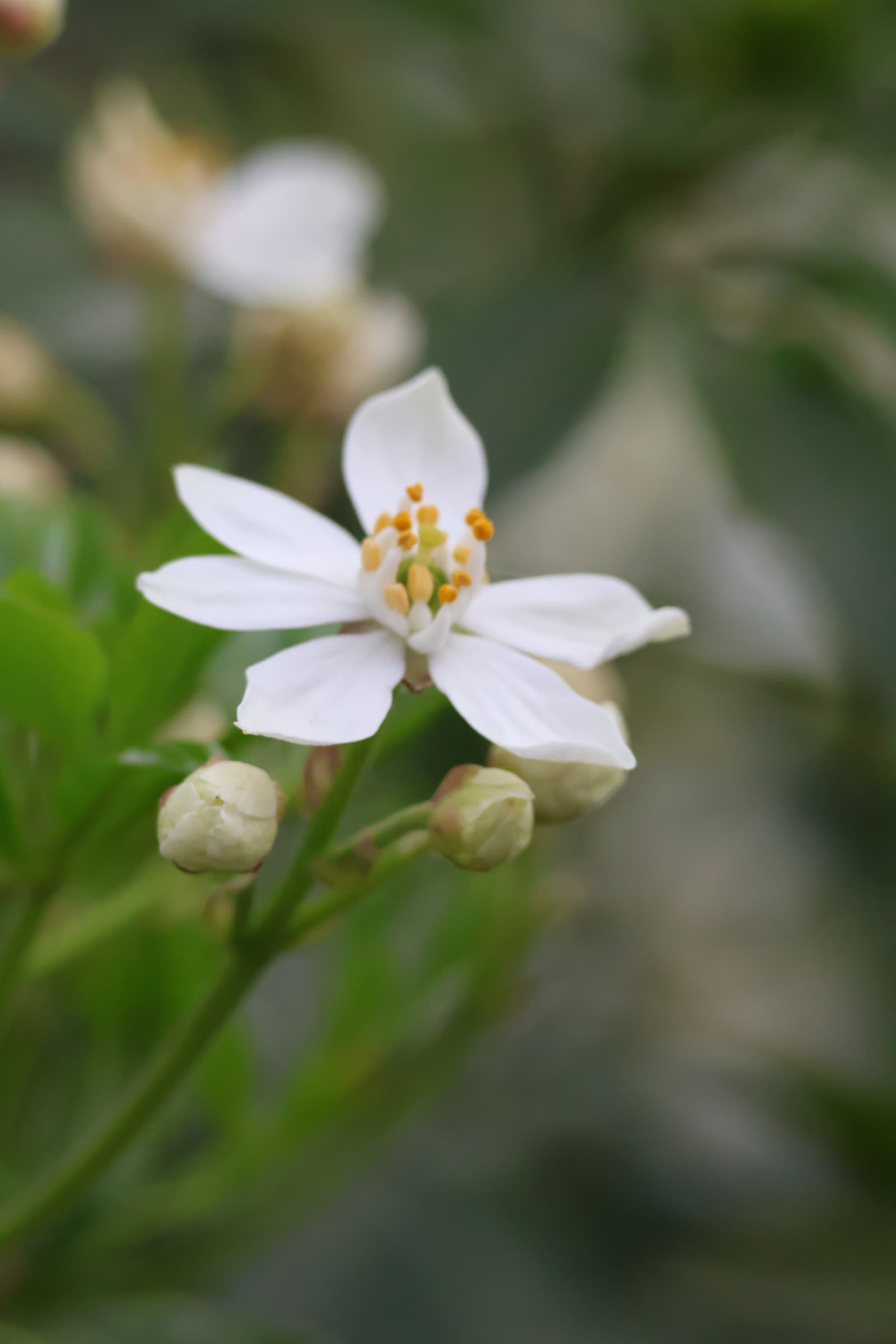 Flower 331