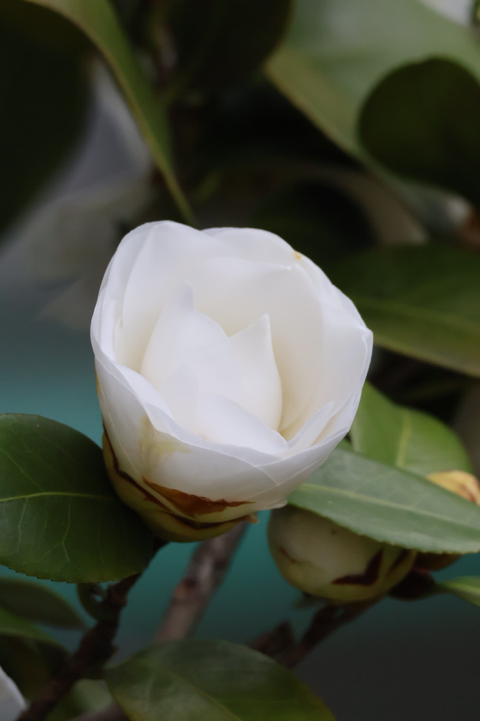 Flower 4
