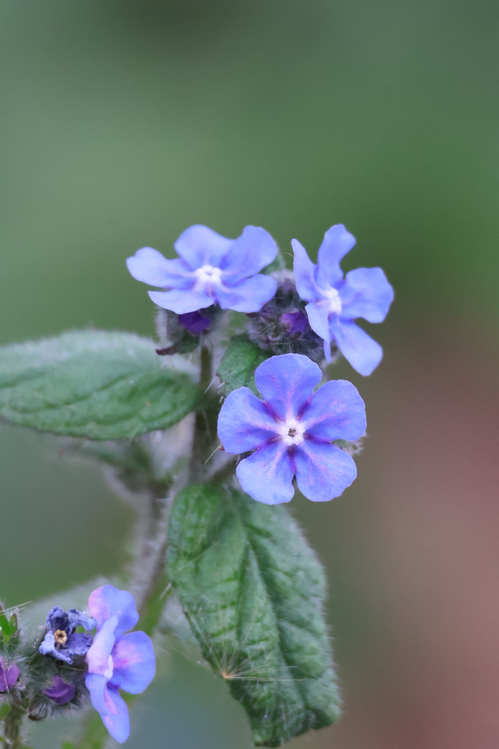 Flower 530