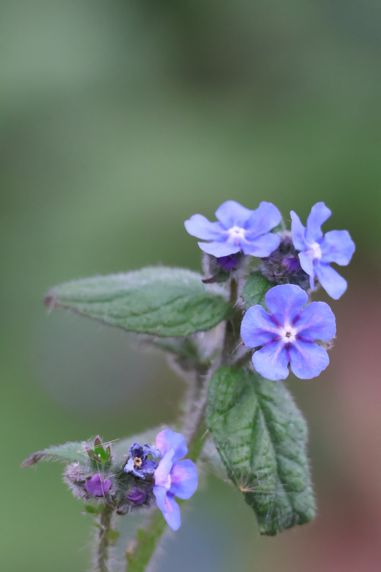 Flower 33
