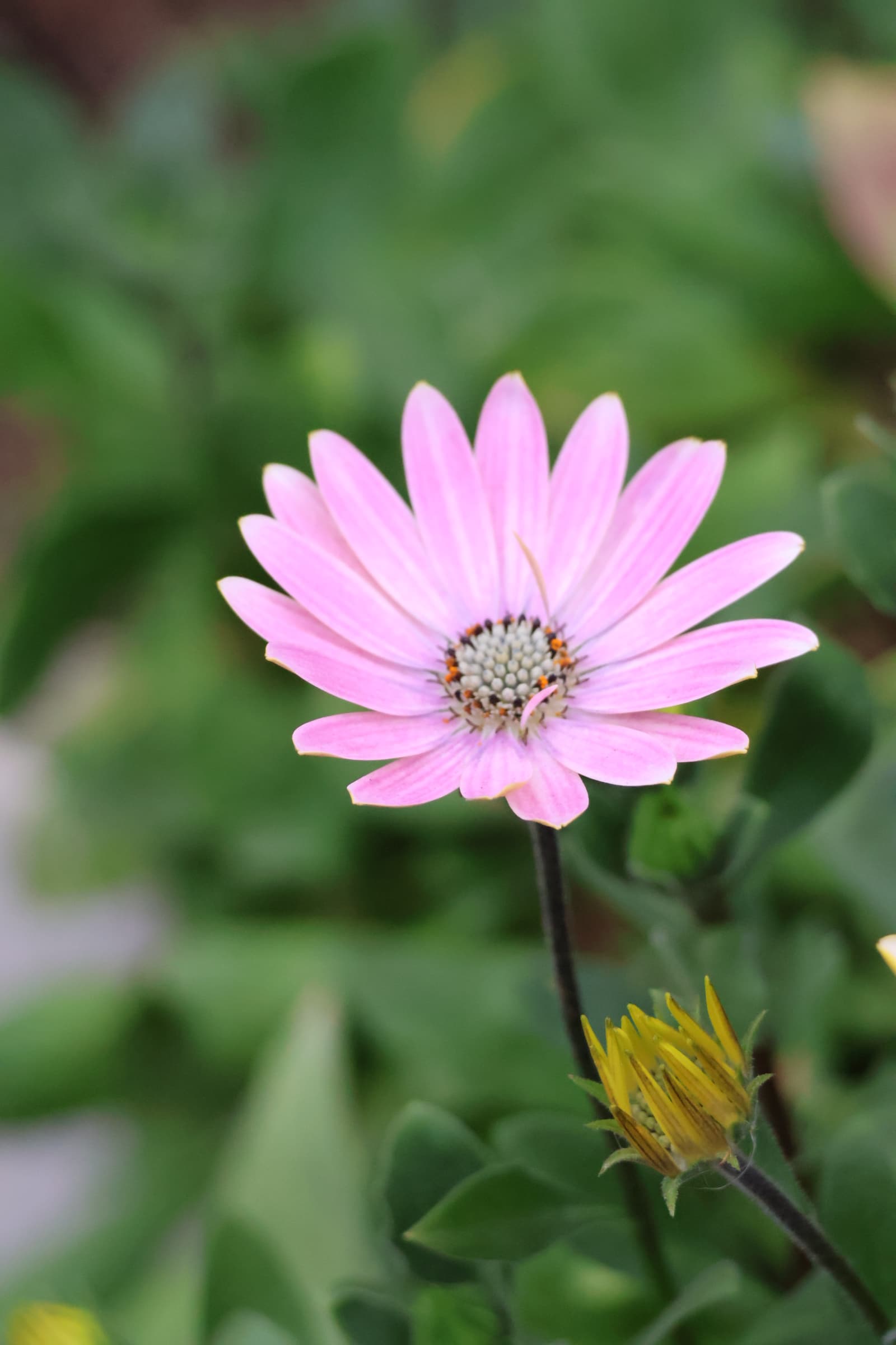 Flower 45