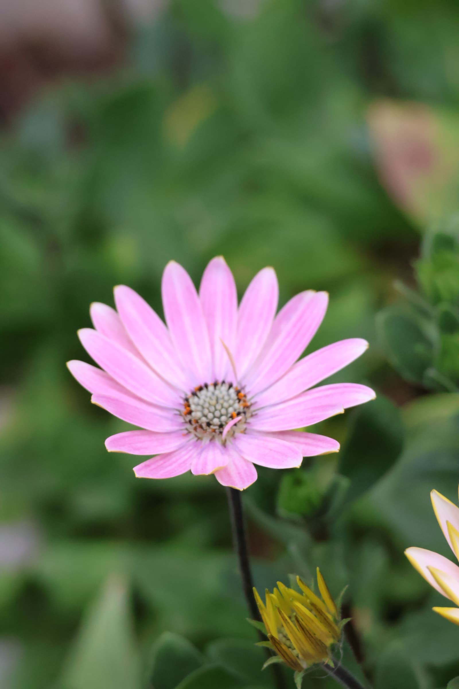 Flower 478