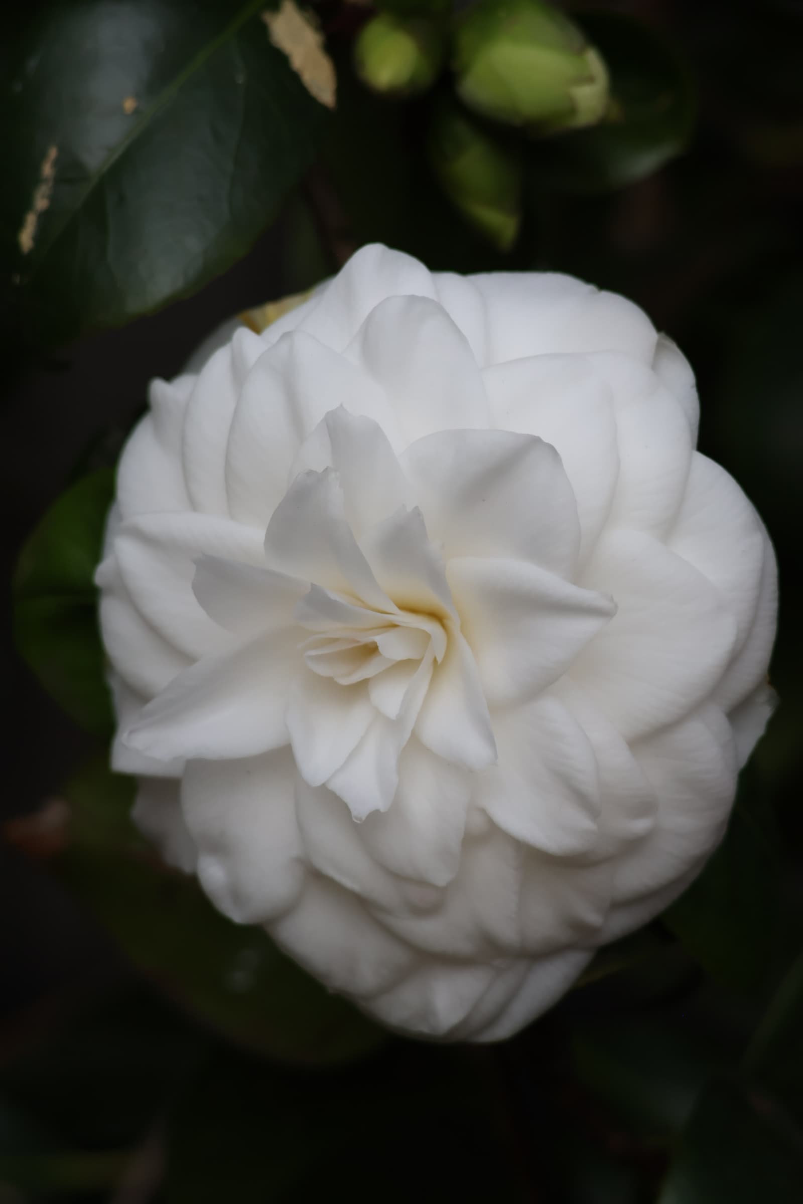 Flower 172