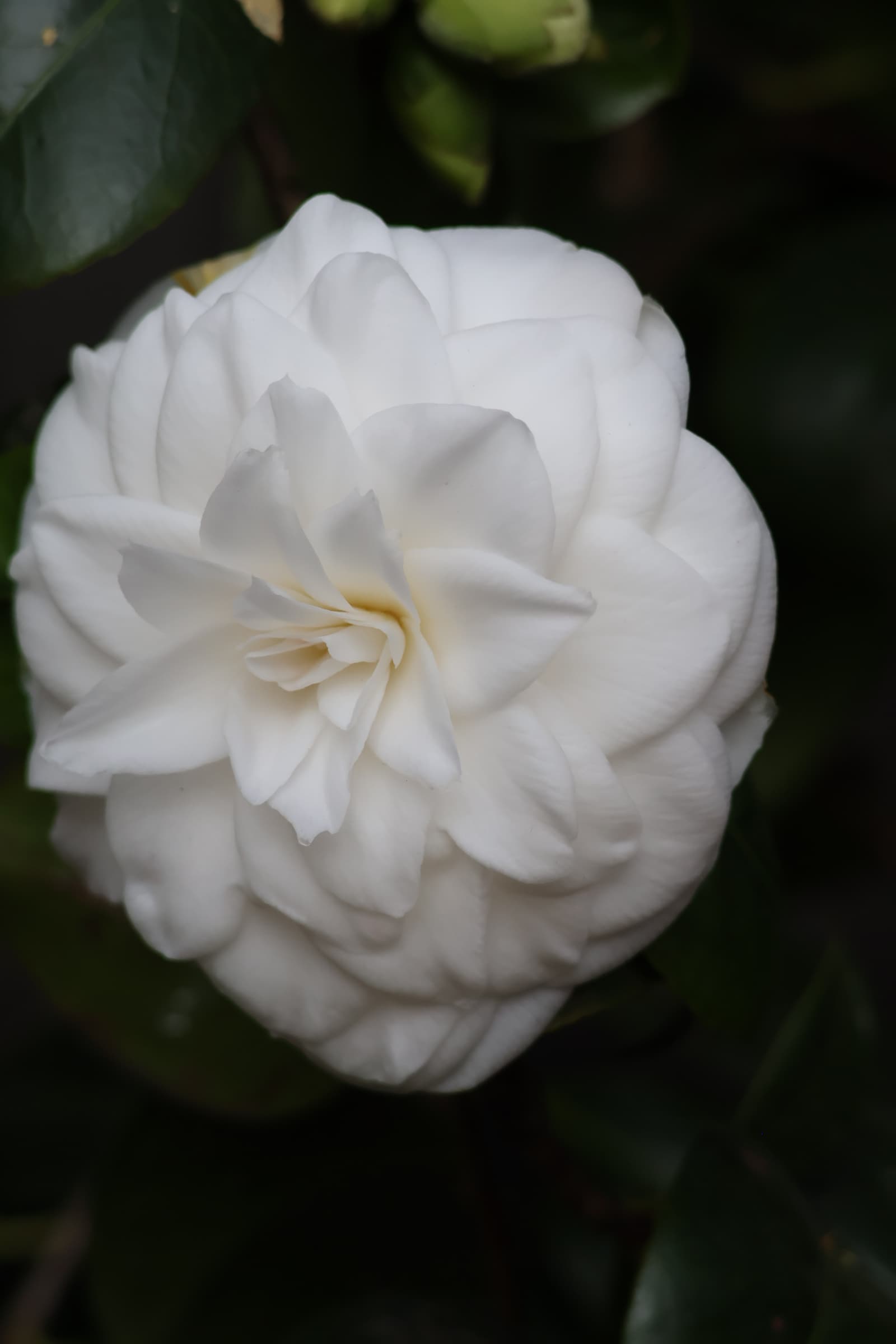 Flower 141