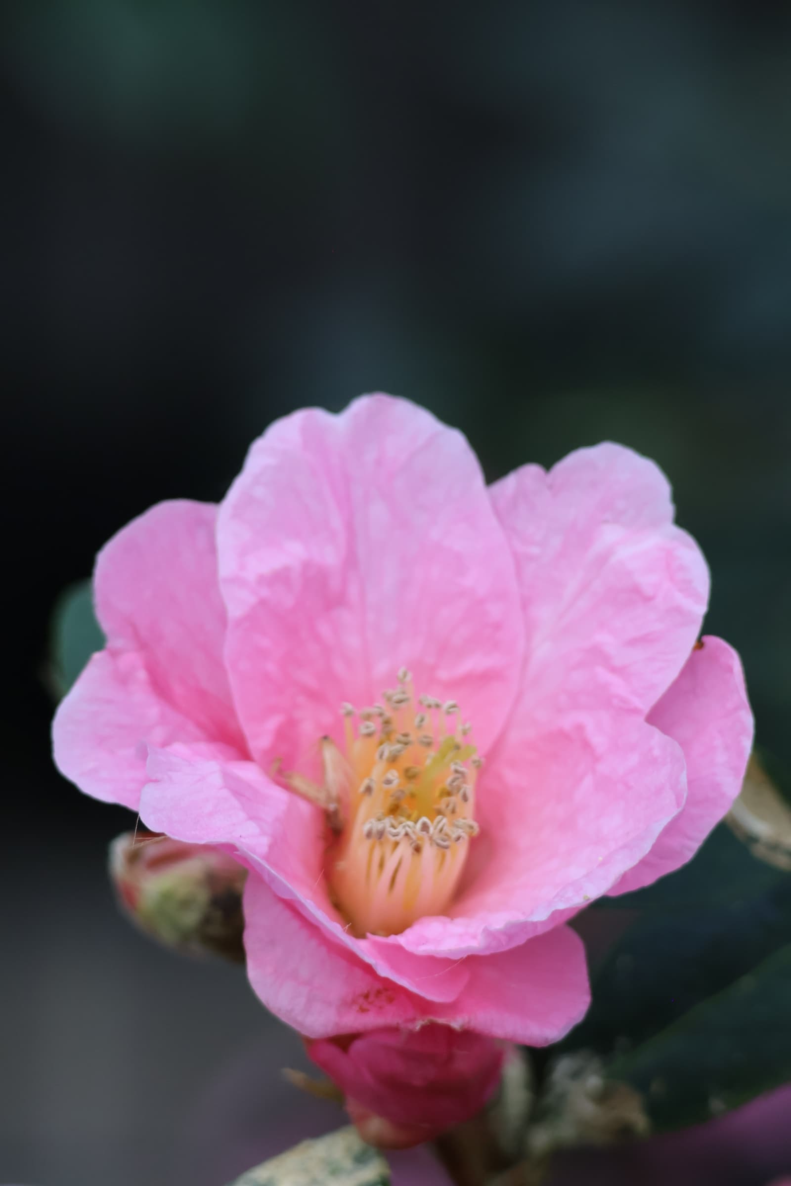 Flower 161