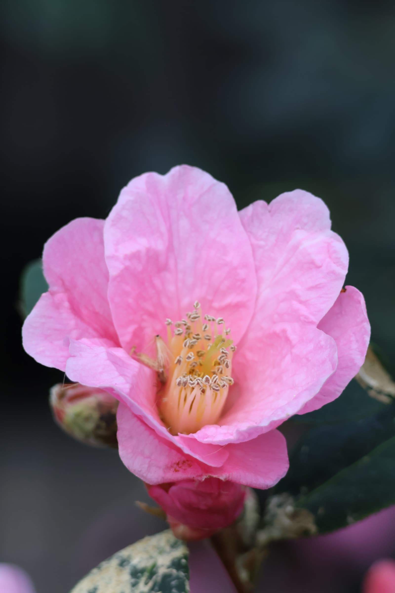 Flower 196