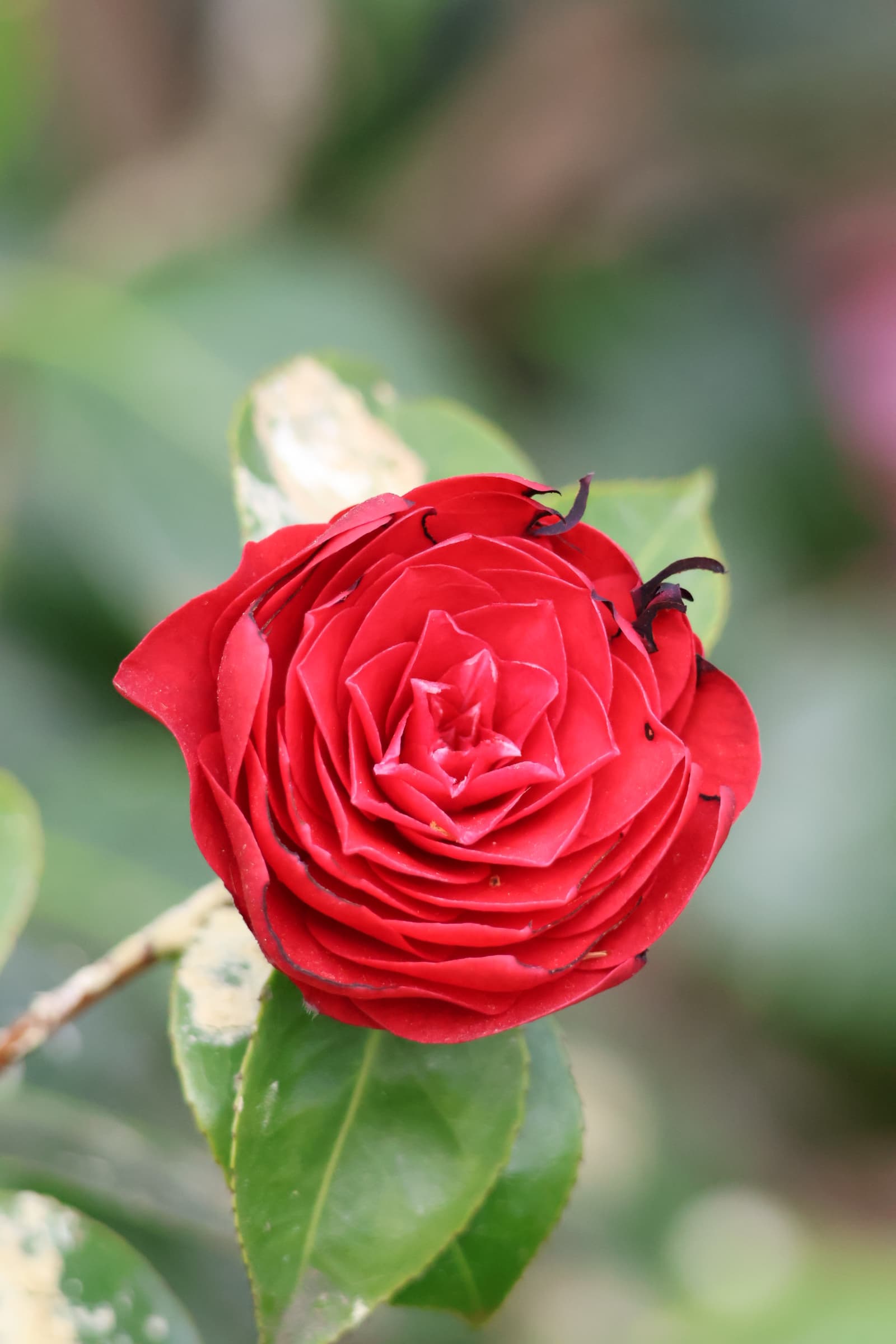 Flower 49