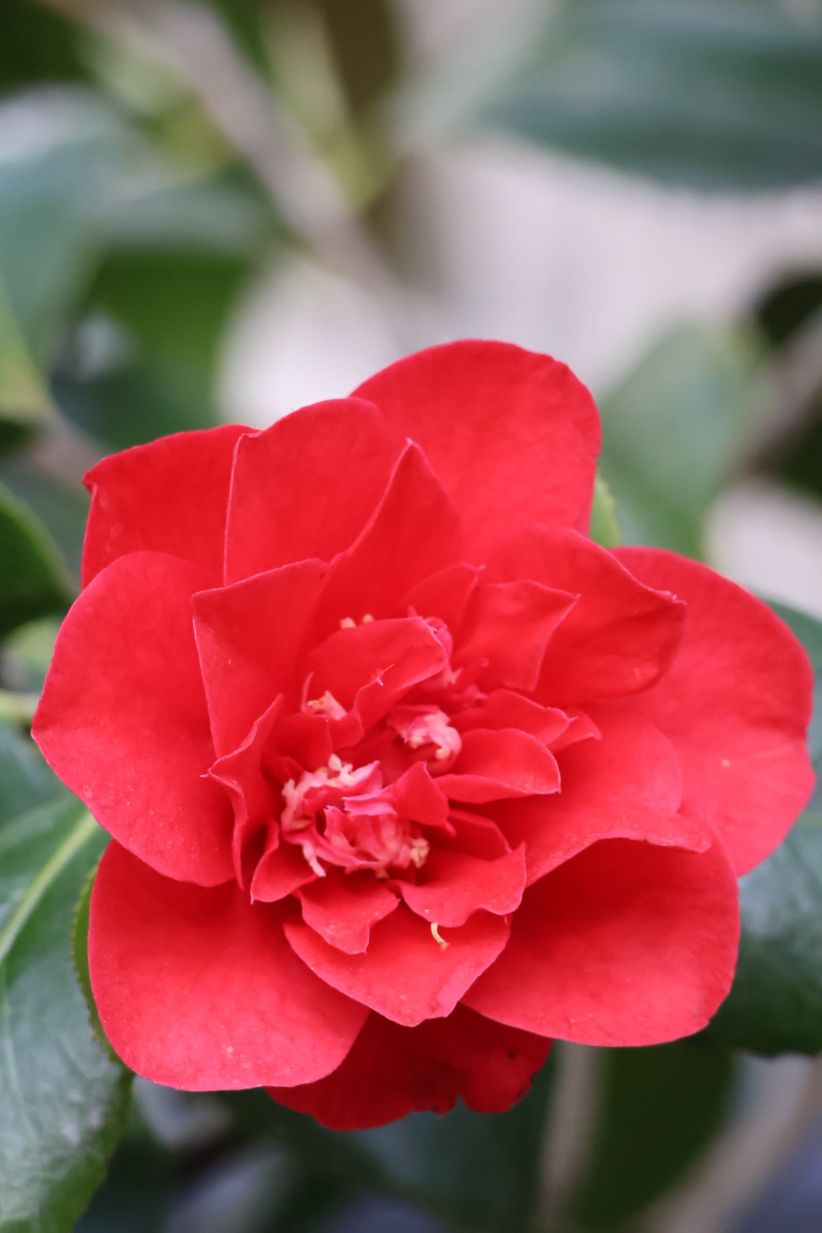 Flower 80