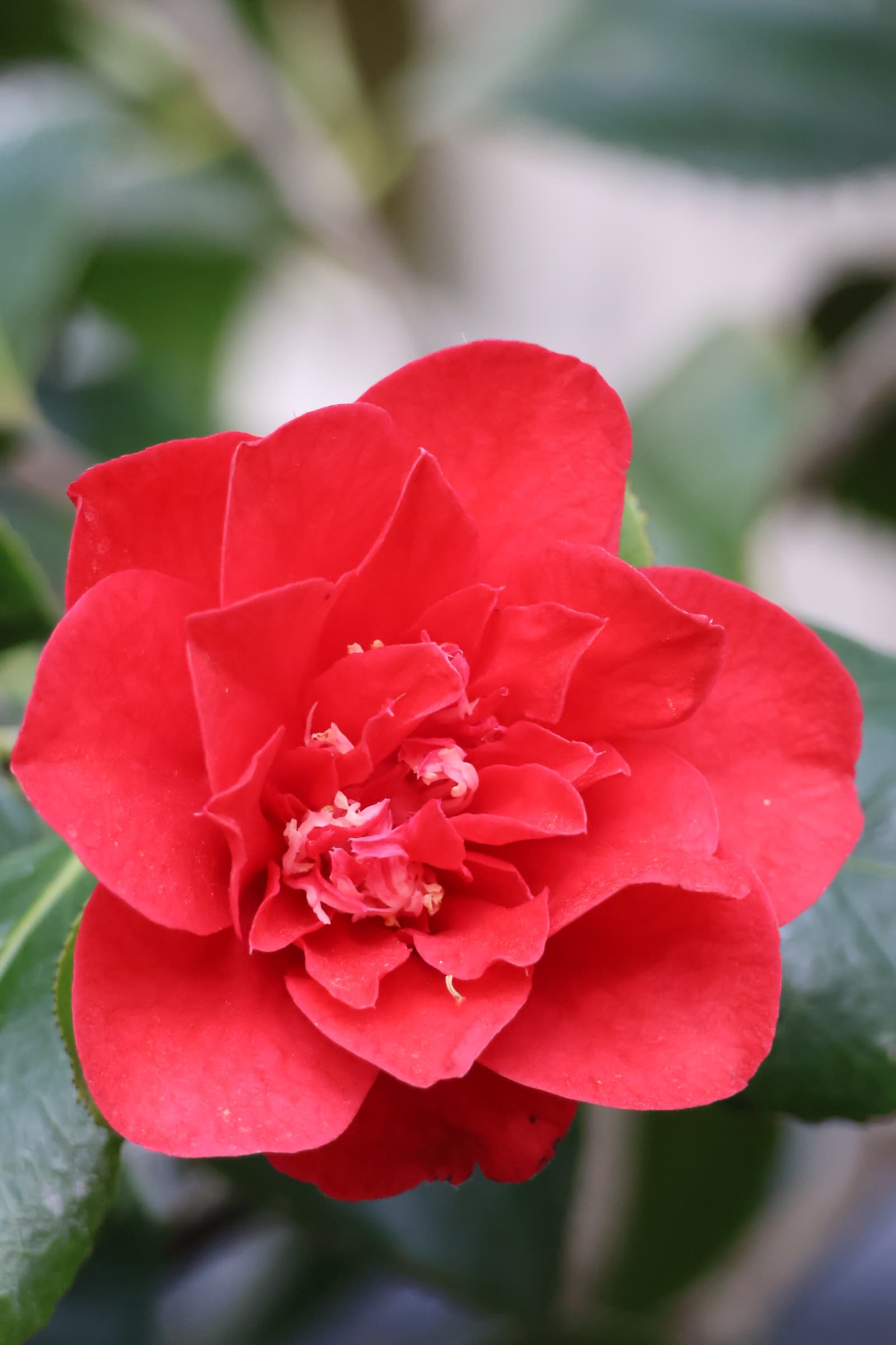 Flower 557