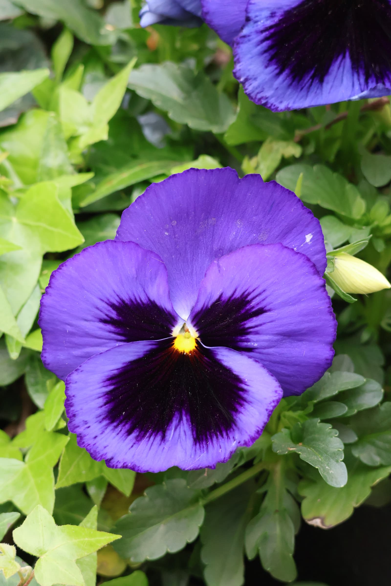 Flower 136