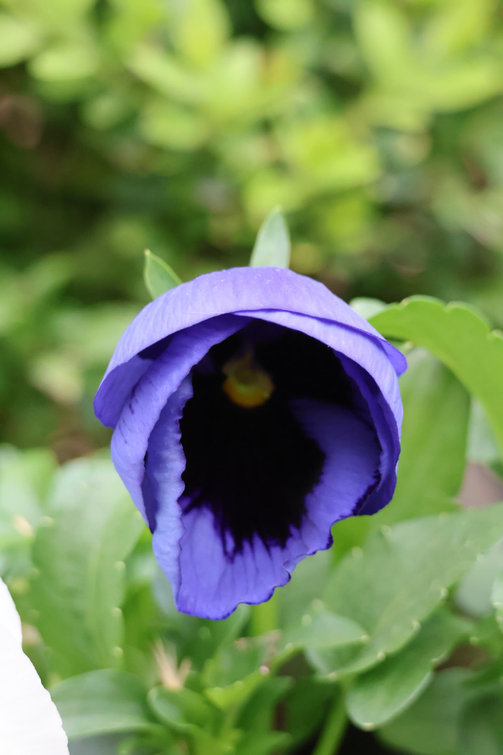 Flower 271