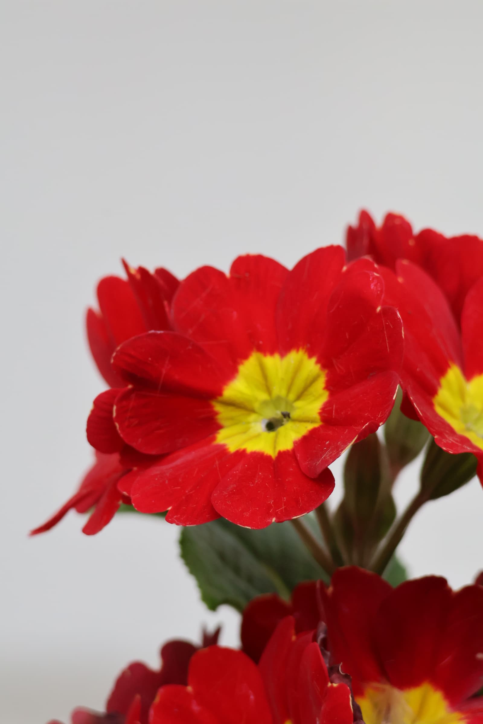 Flower 411