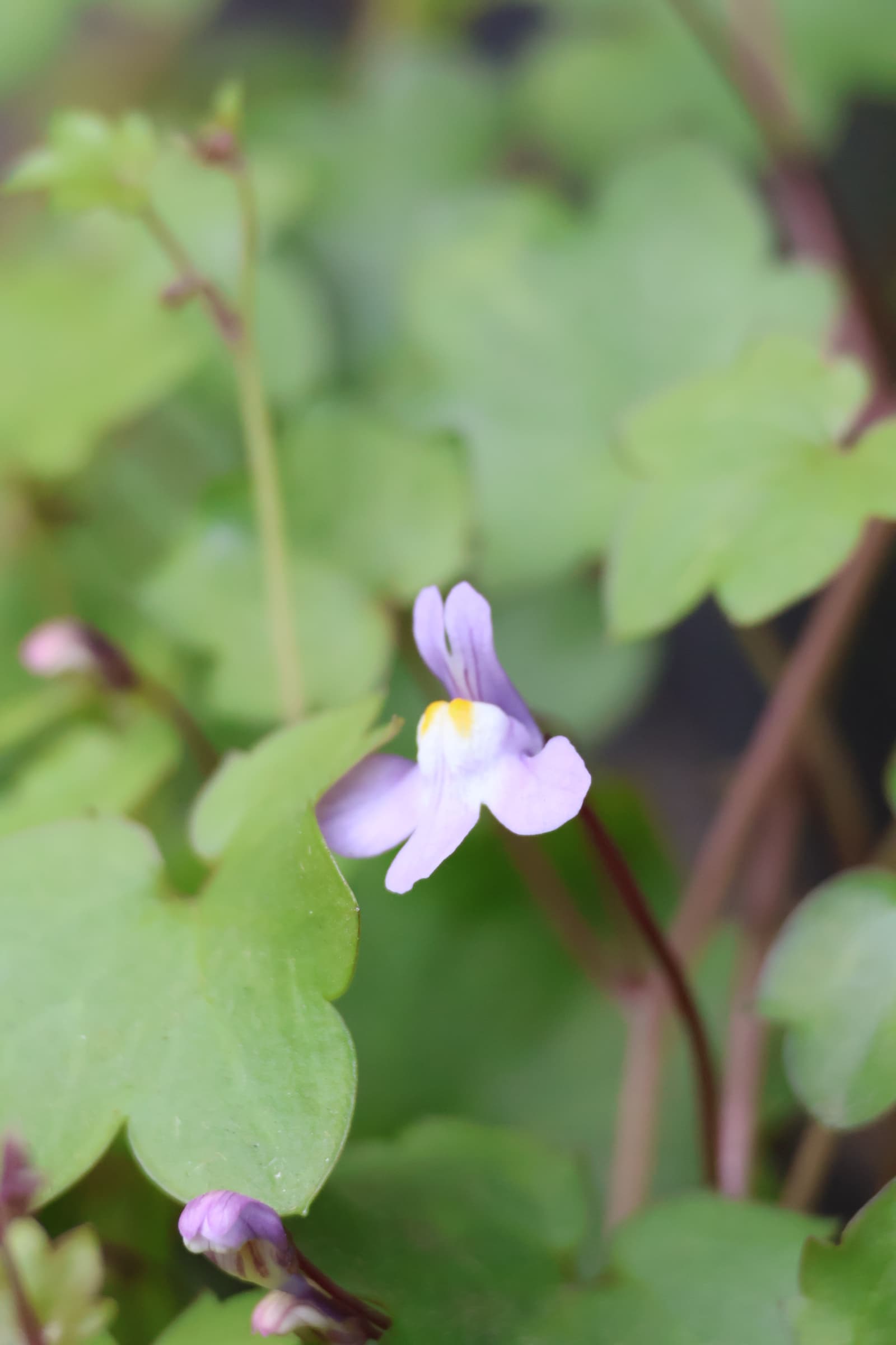 Flower 444
