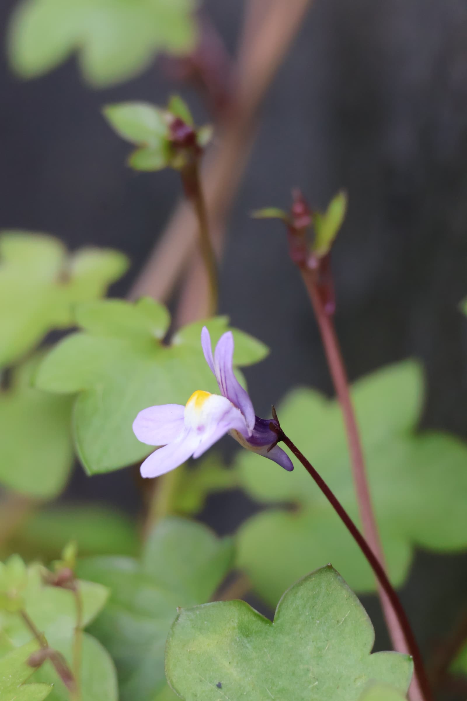 Flower 374