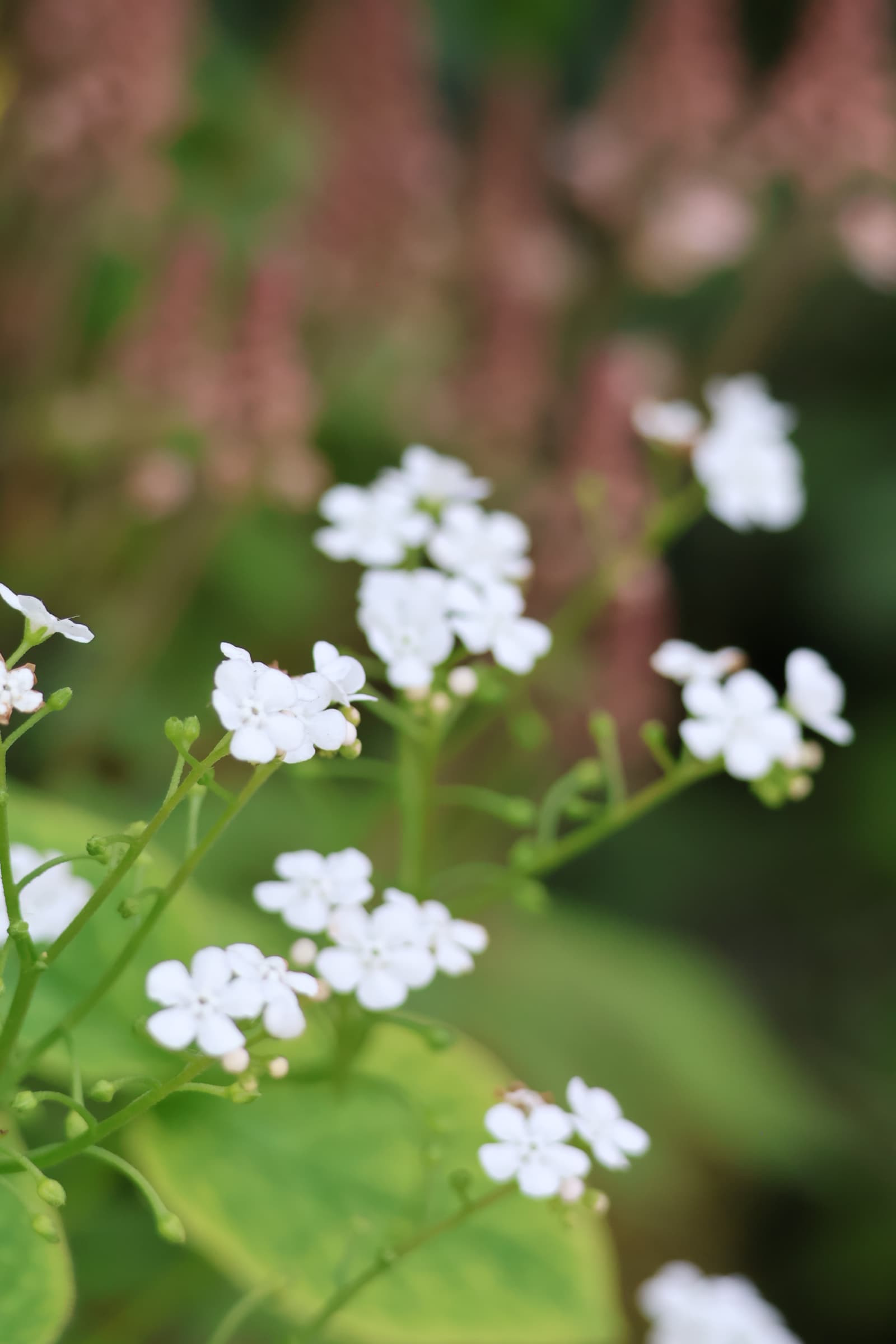 Flower 260