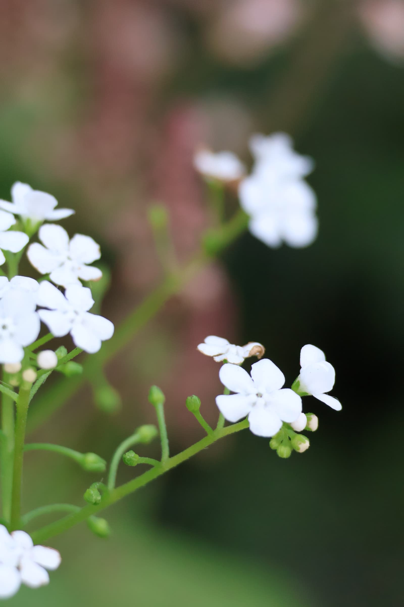 Flower 367