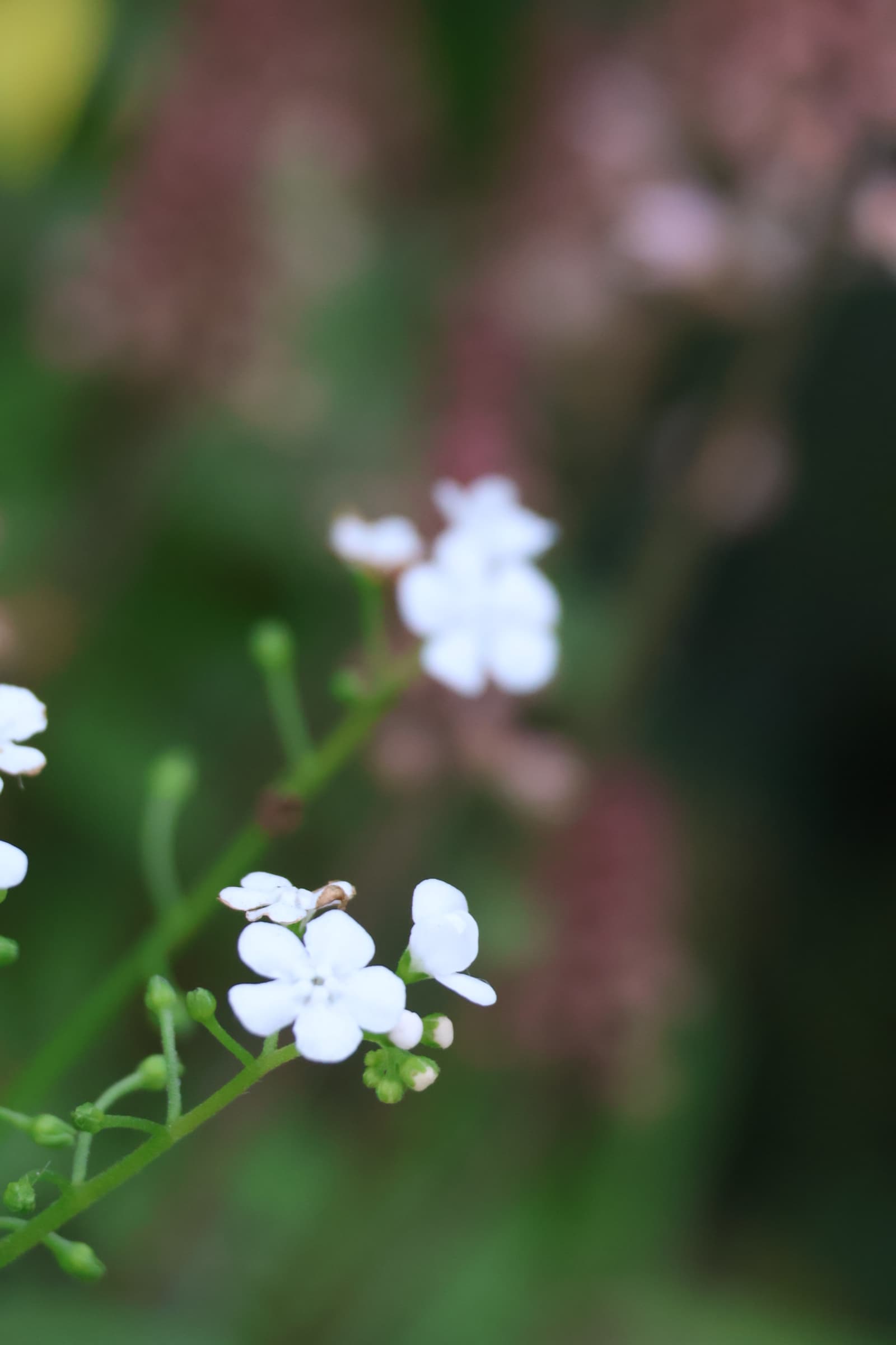 Flower 190